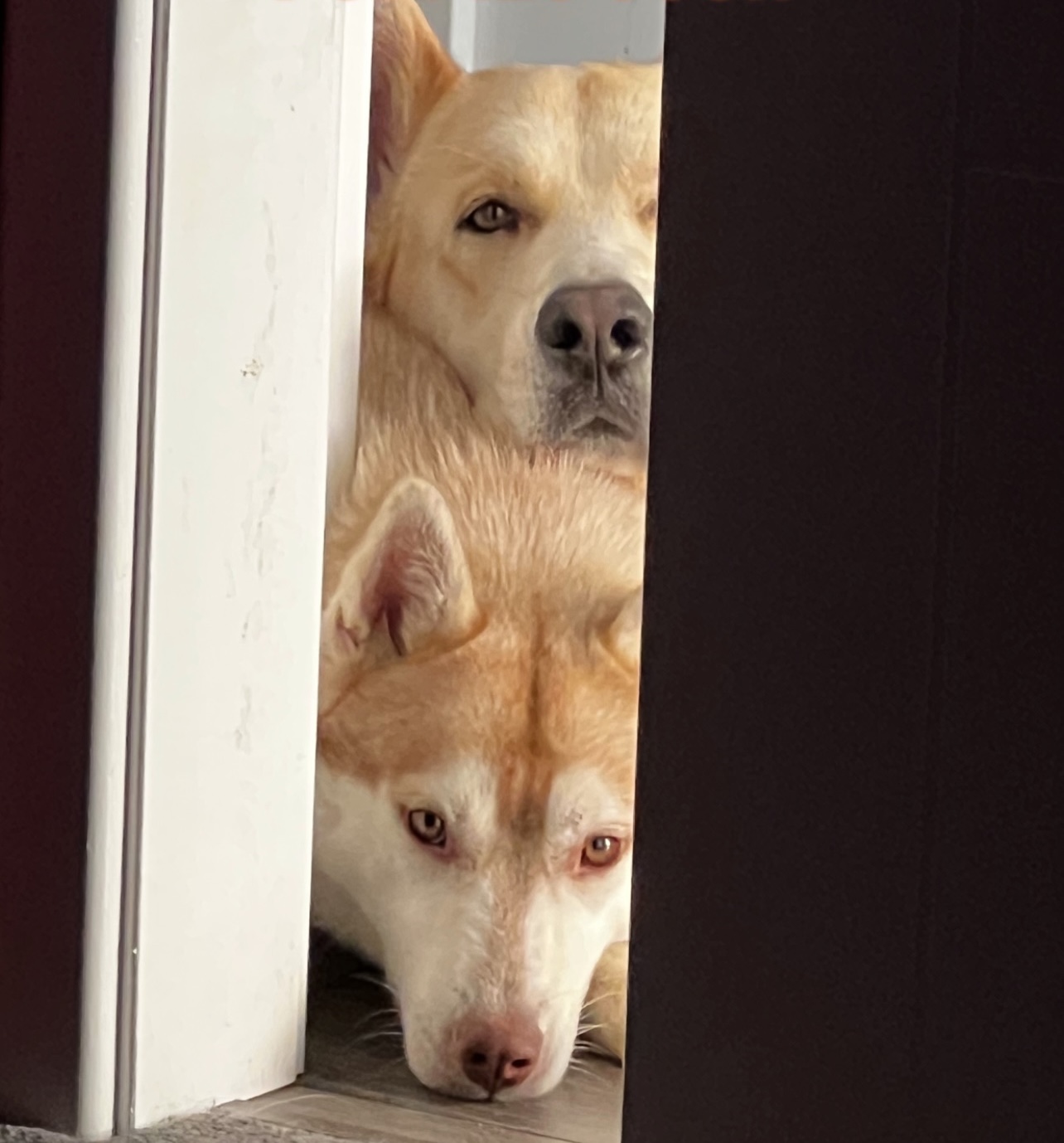 Husky x German Sheppard