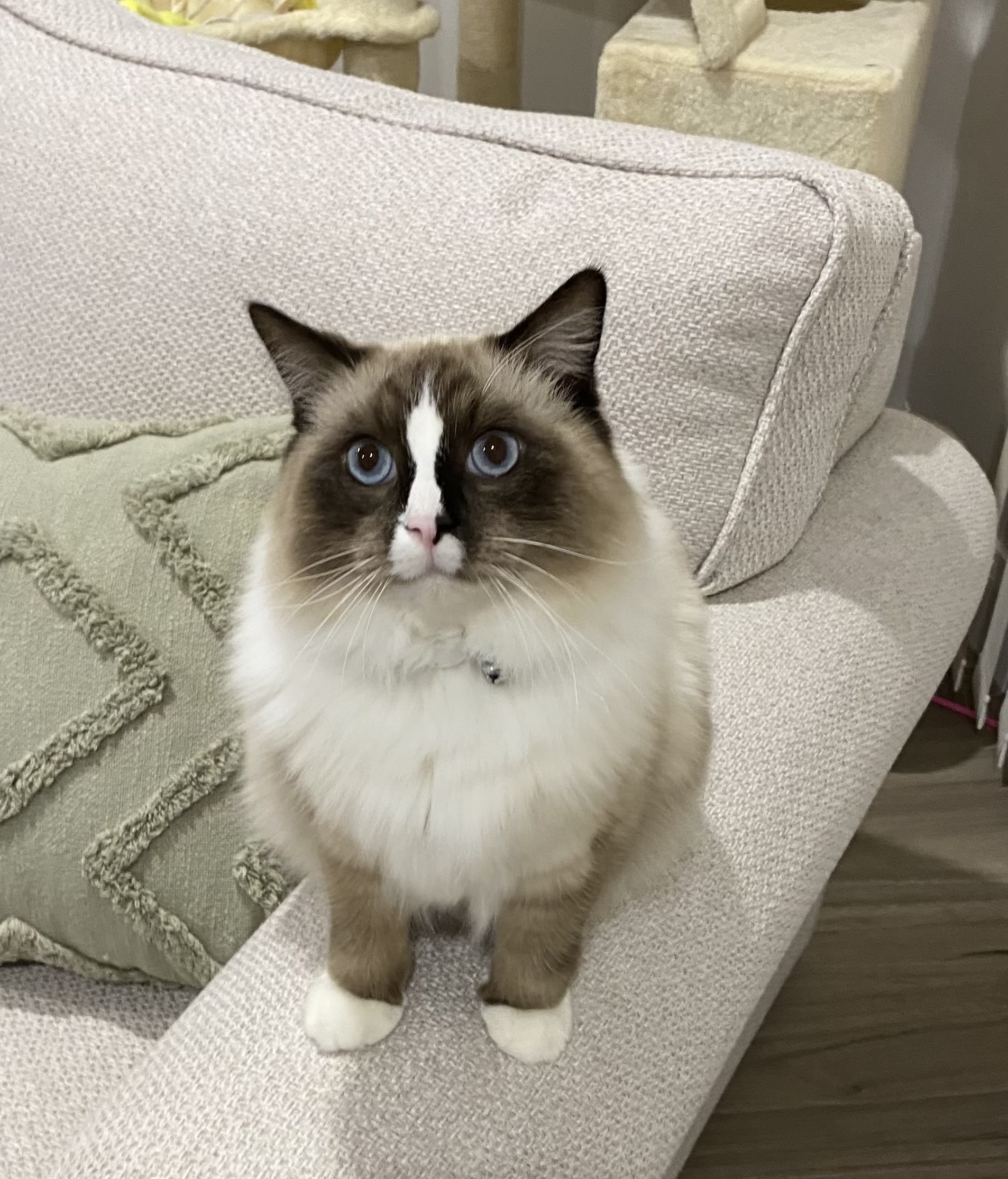 Ragdoll – Maitland