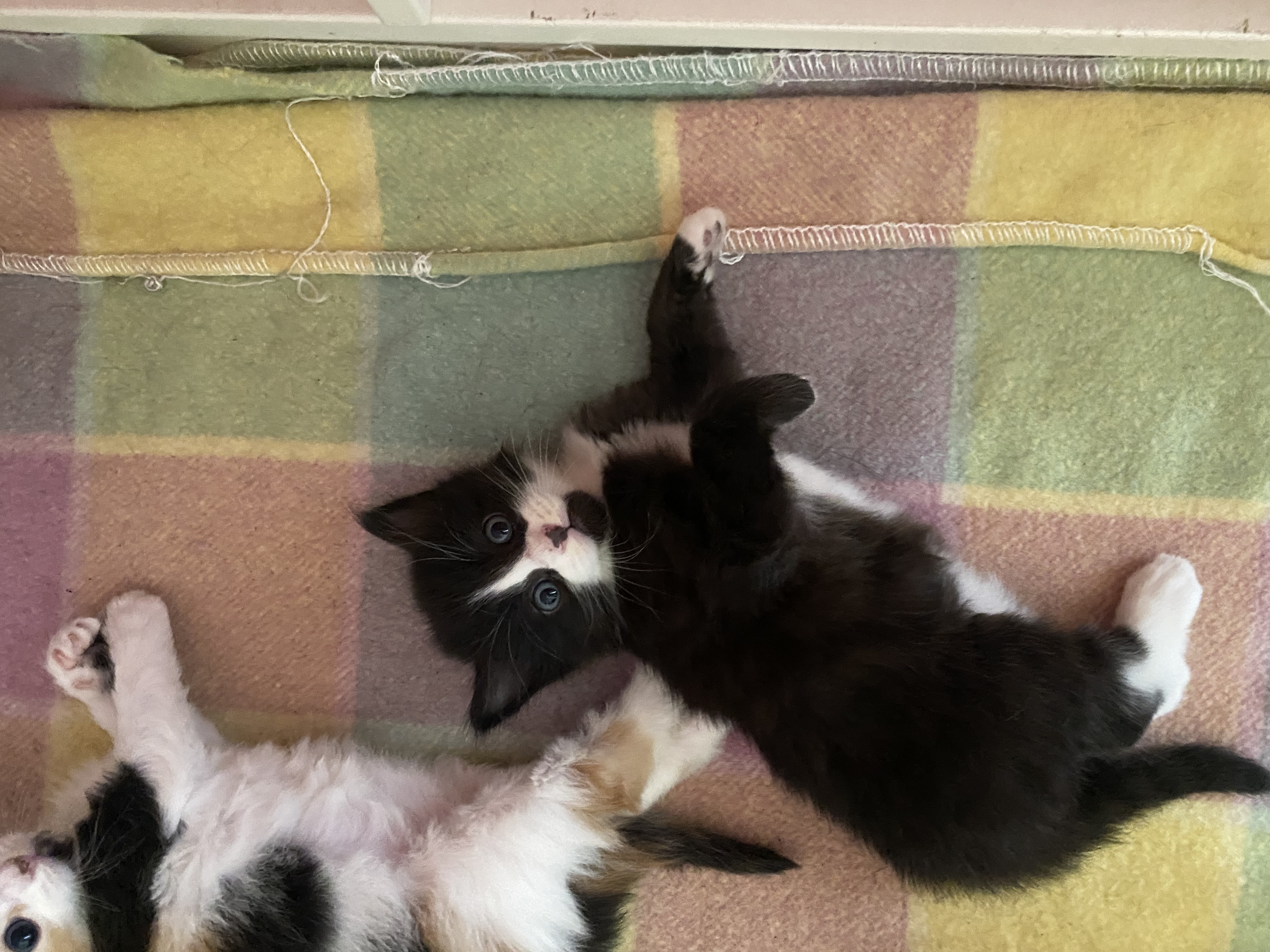 Domestic Medium Hair (DMH) – Berwick