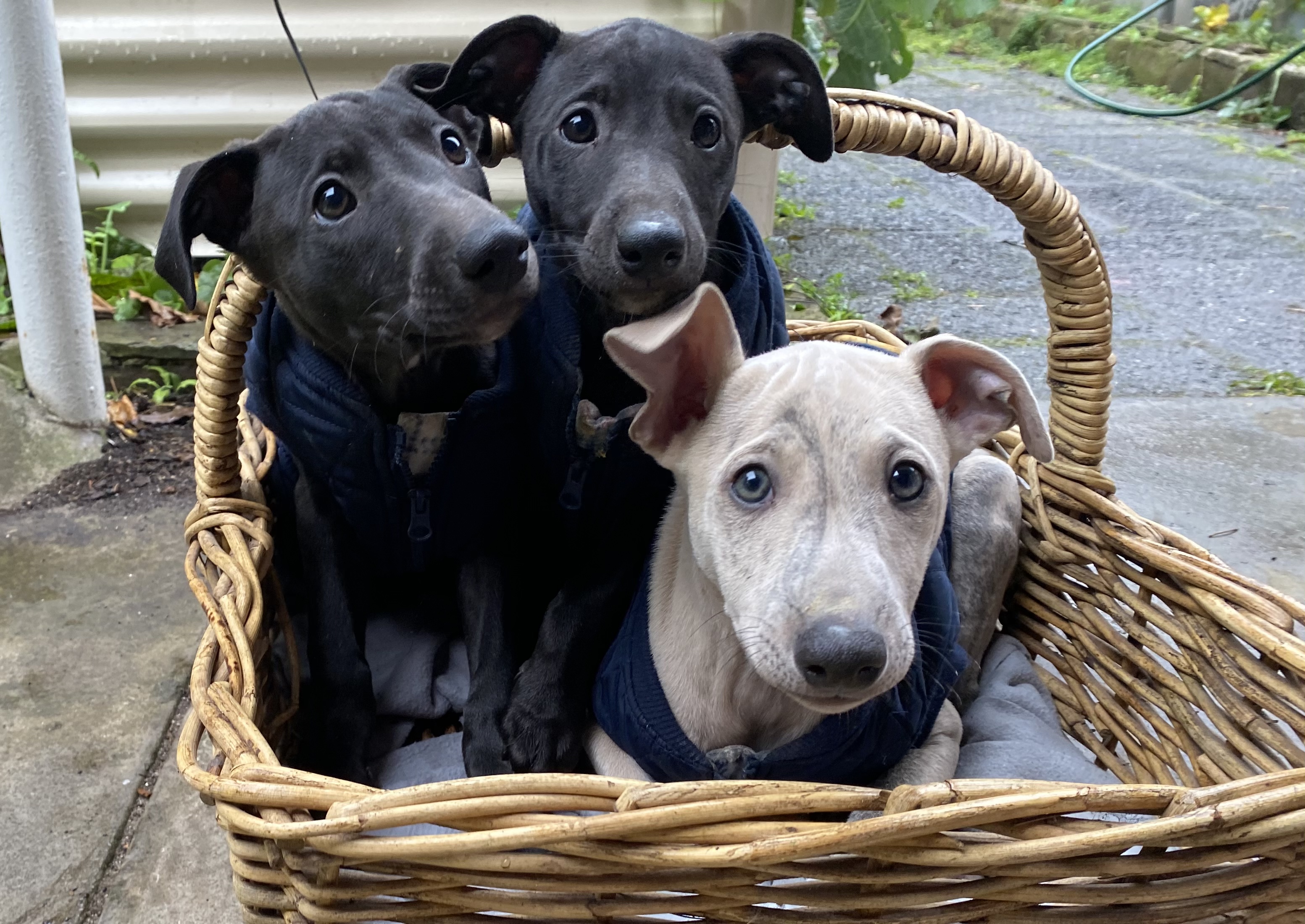 Whippet Pups Purebred