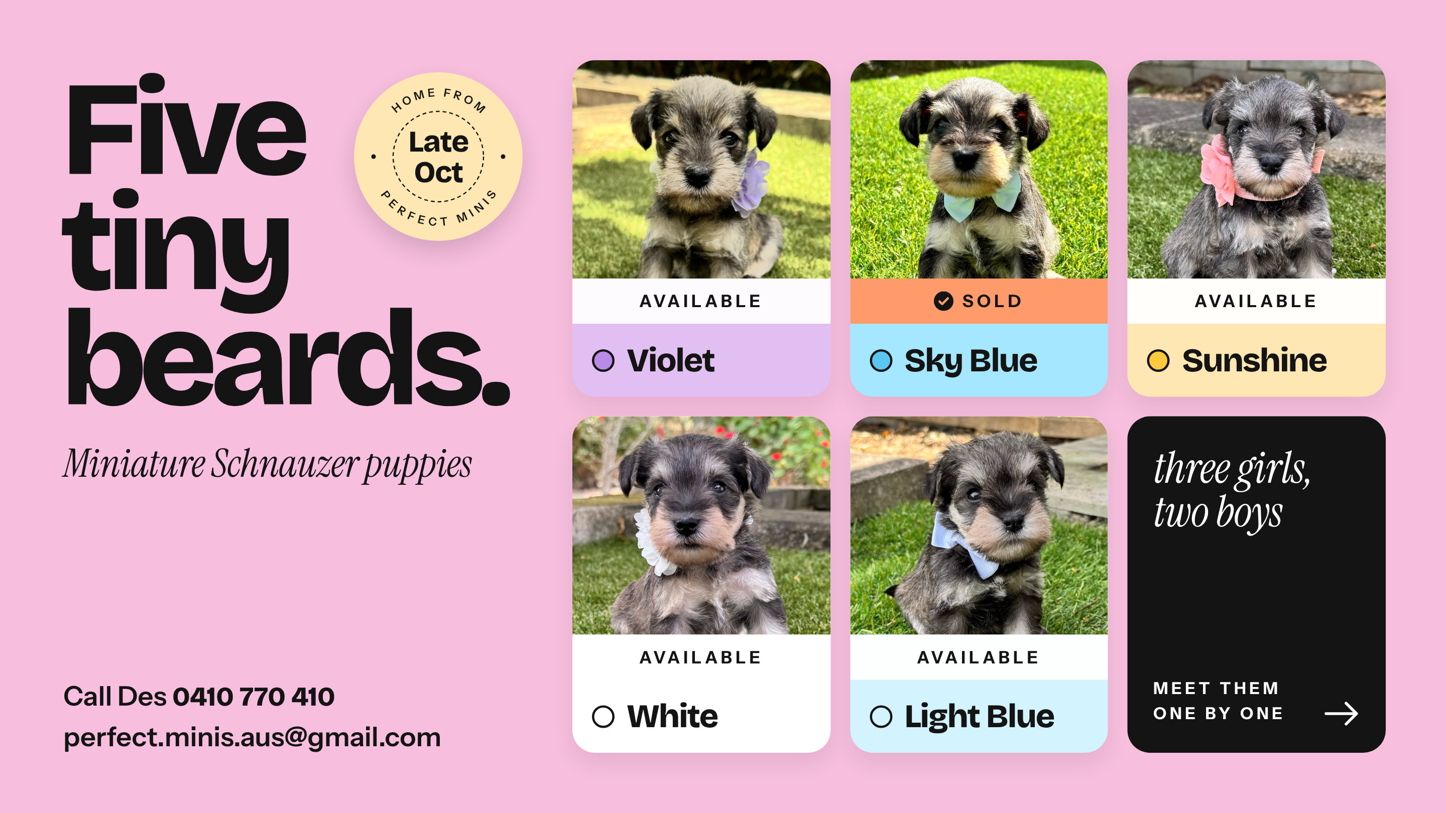 Schnauzer (Miniature) – Wishart