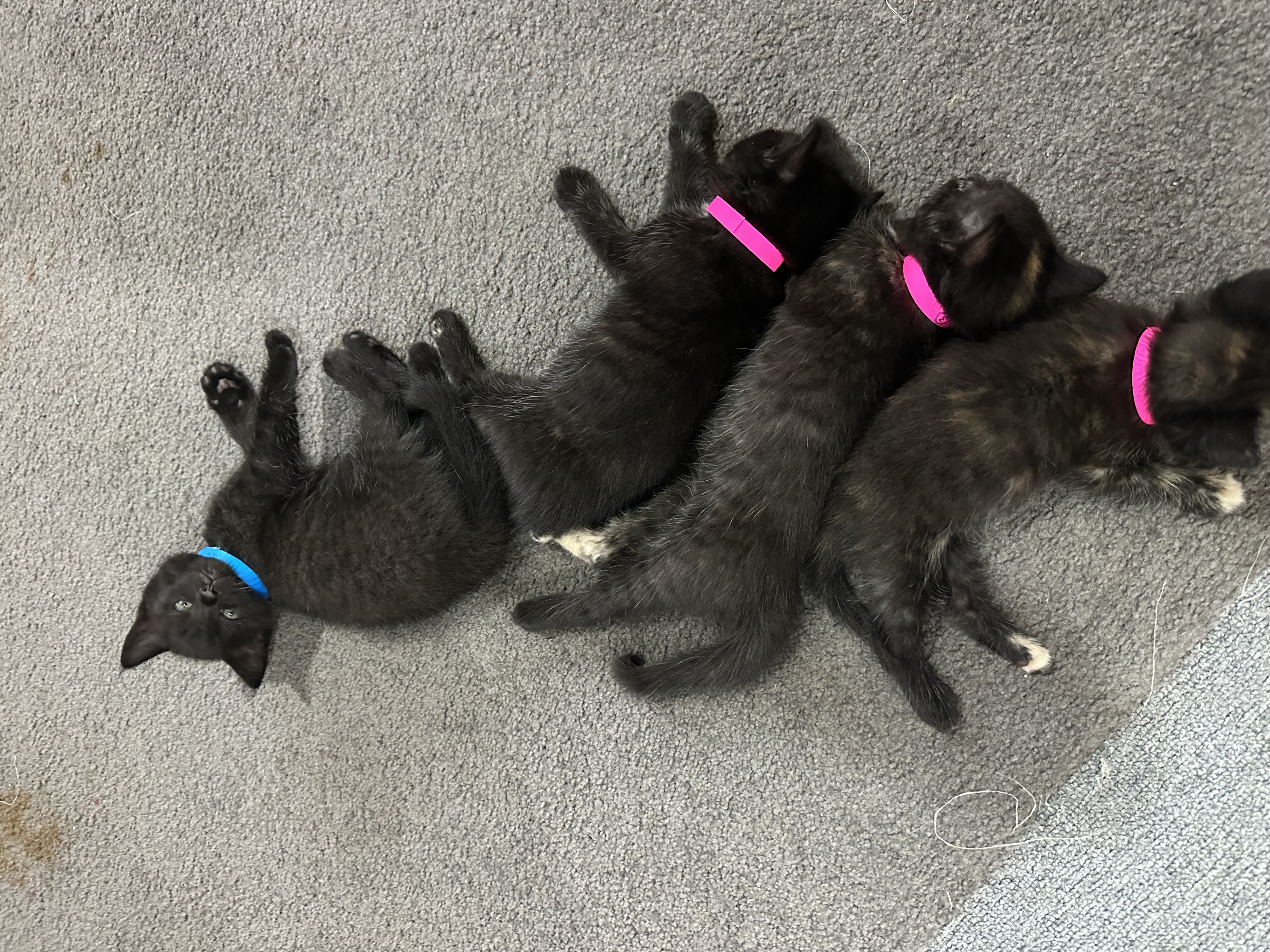 Cats – Endeavour Hills