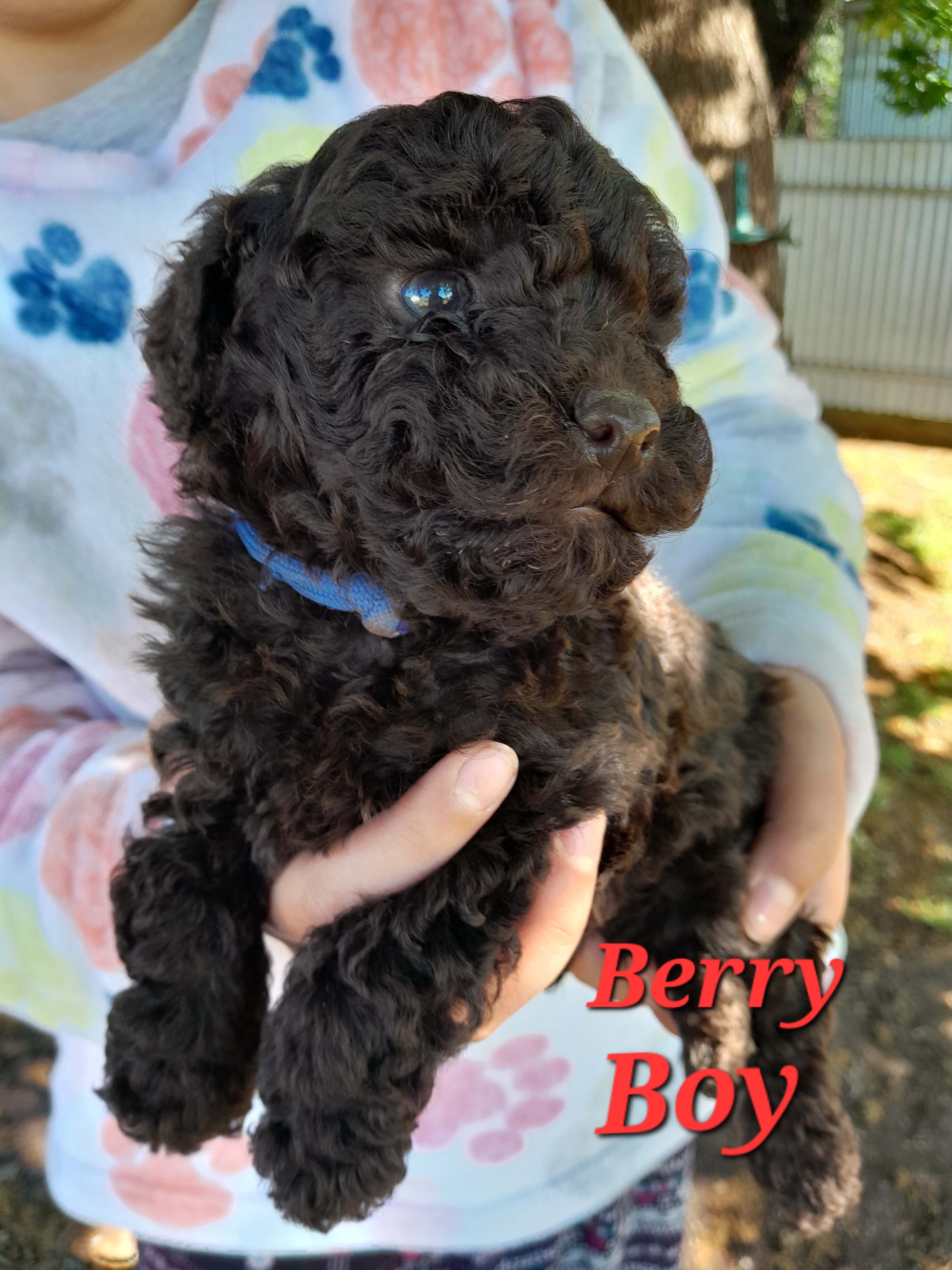 Purebred Chocolate Toy Poodle Pup