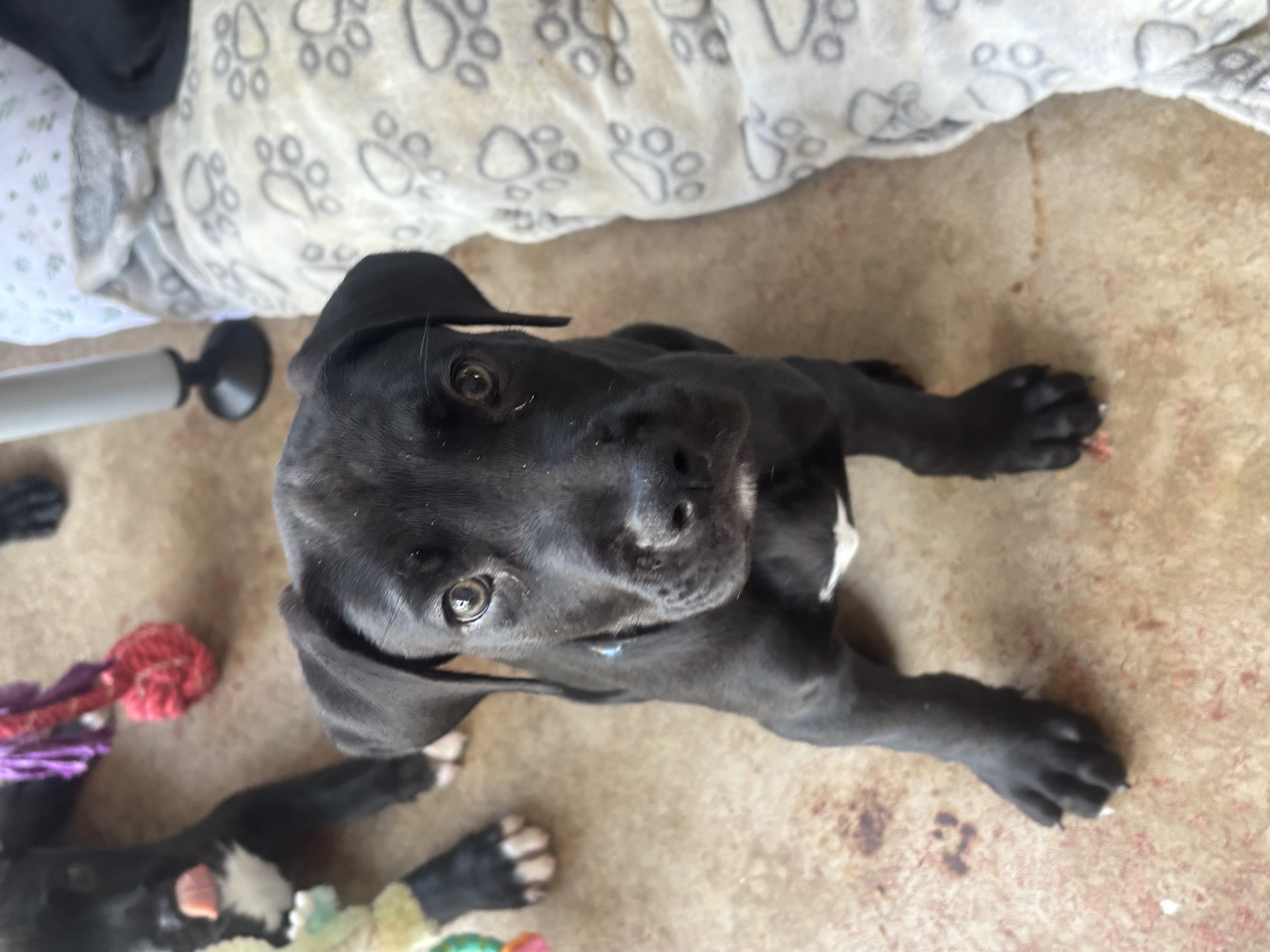 Other Dogs – Gray