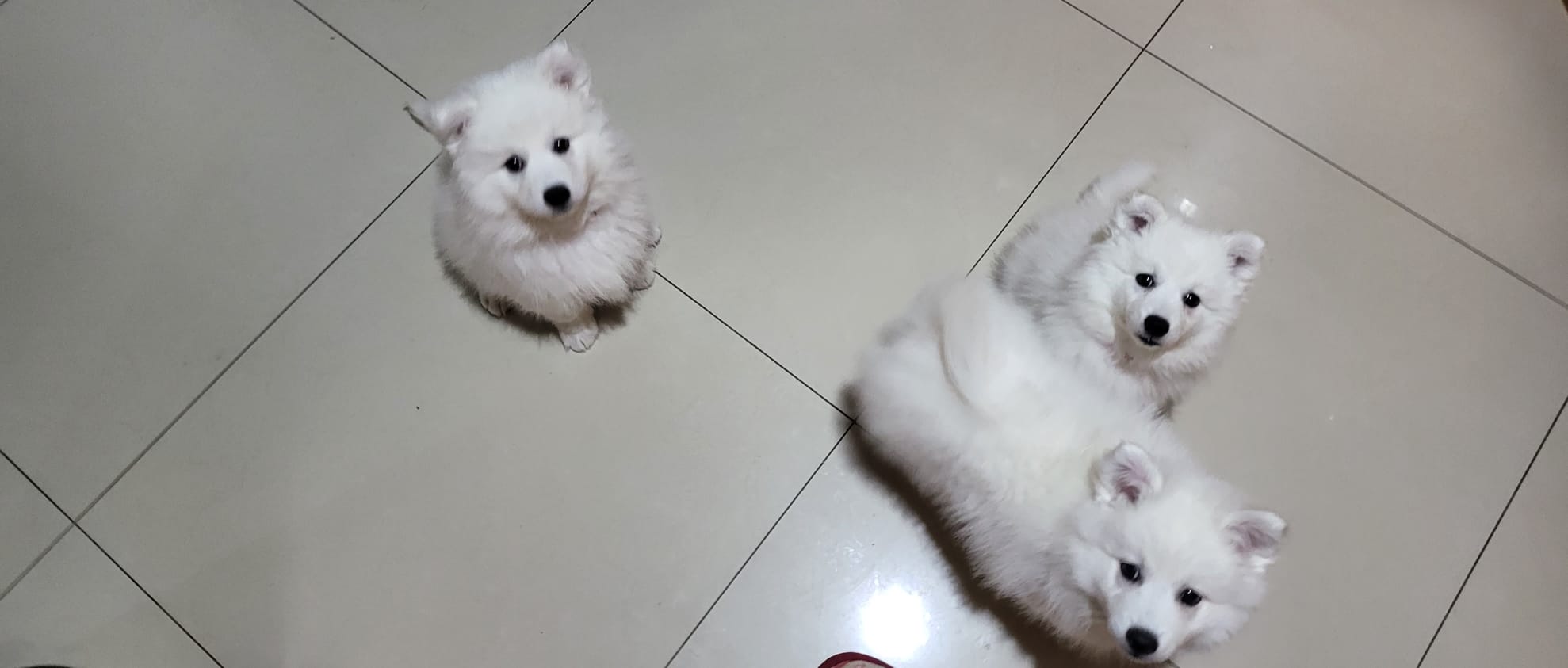 2 Purebred Japanese Spitz pups