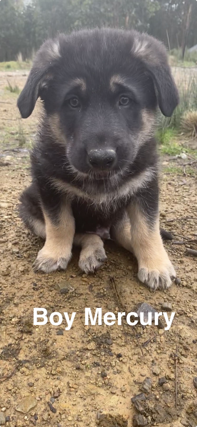 German Shepherd – Henrietta