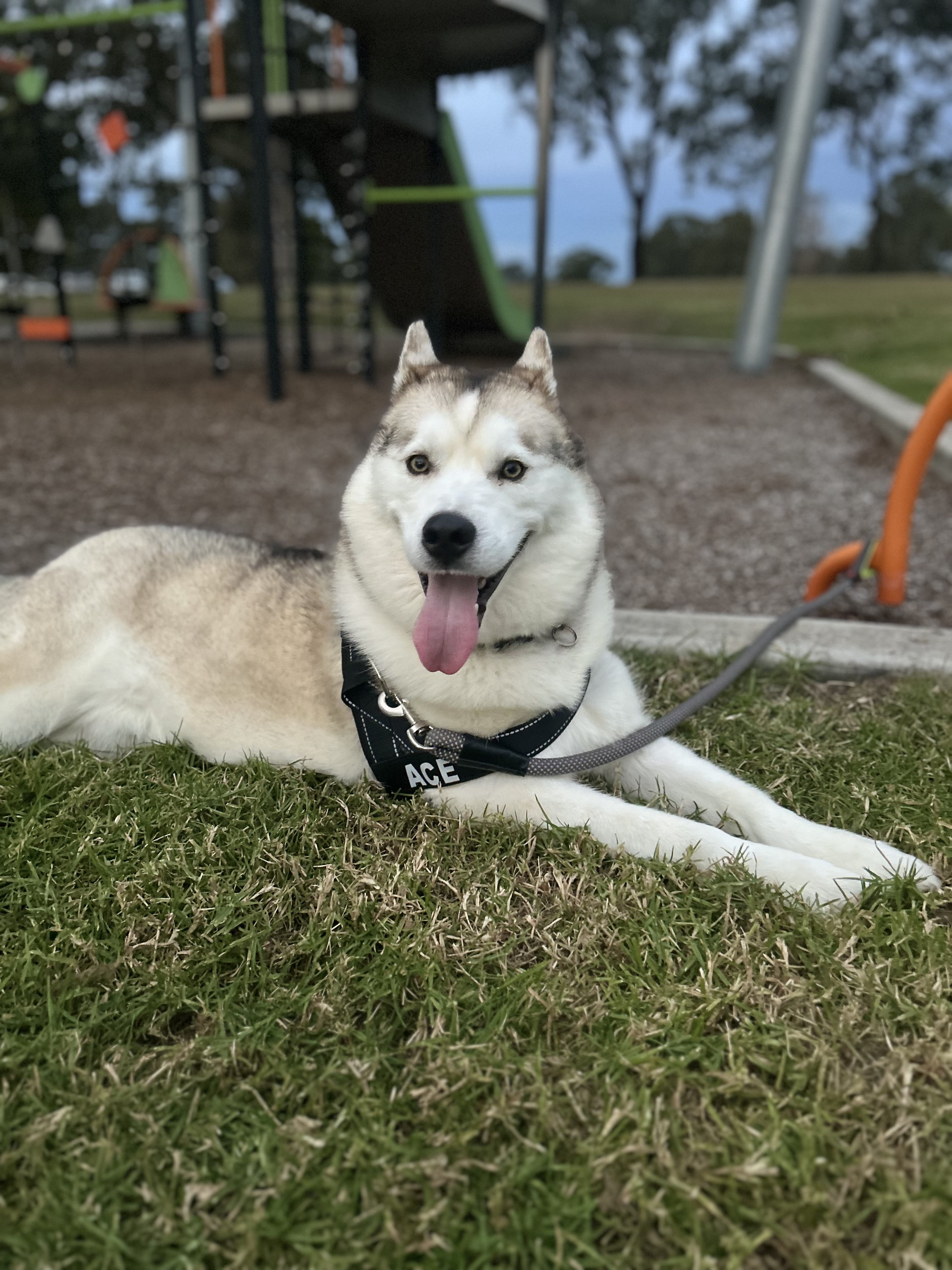 Husky – Jamisontown