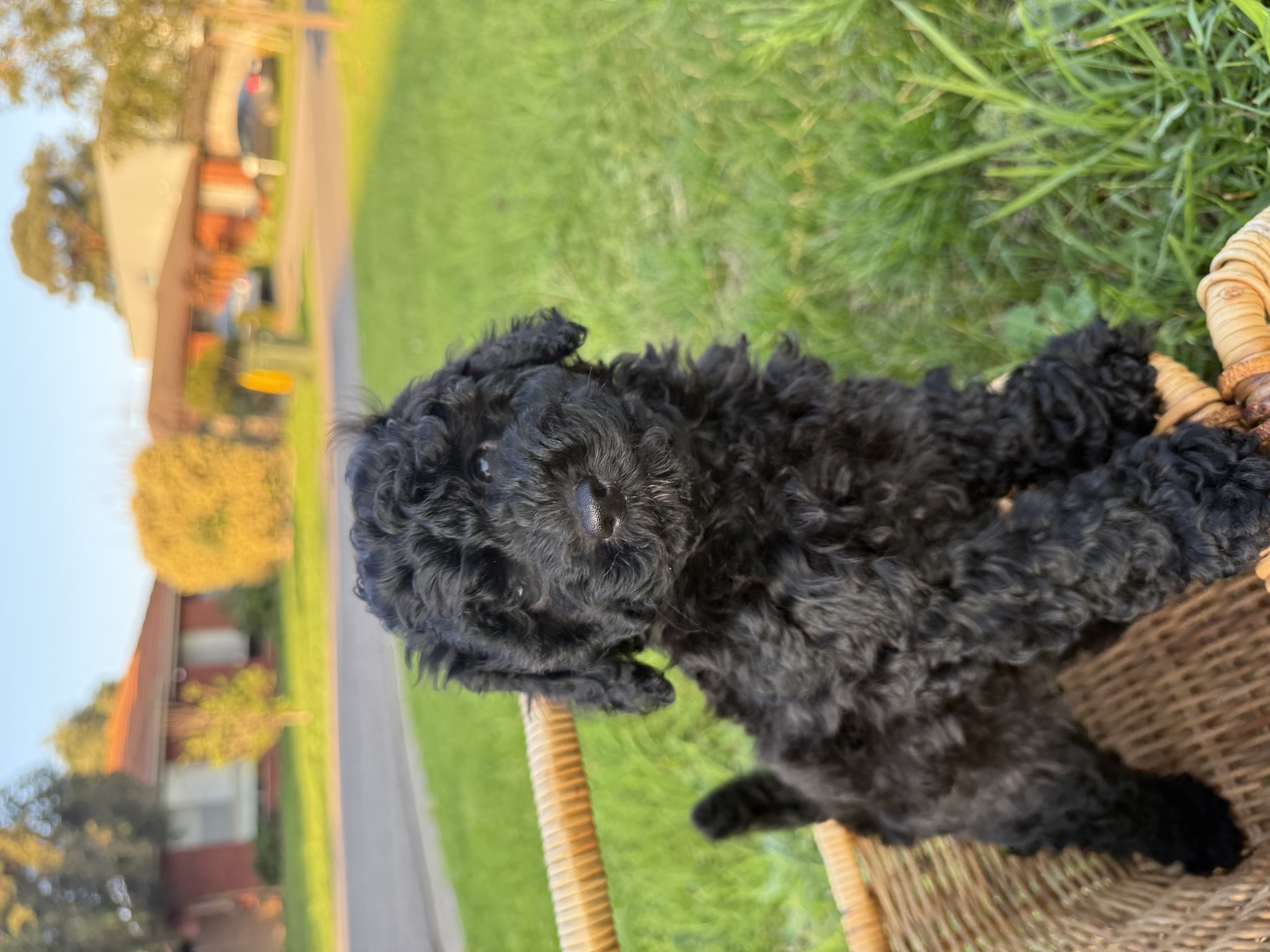 Toy Poodle – Werribee