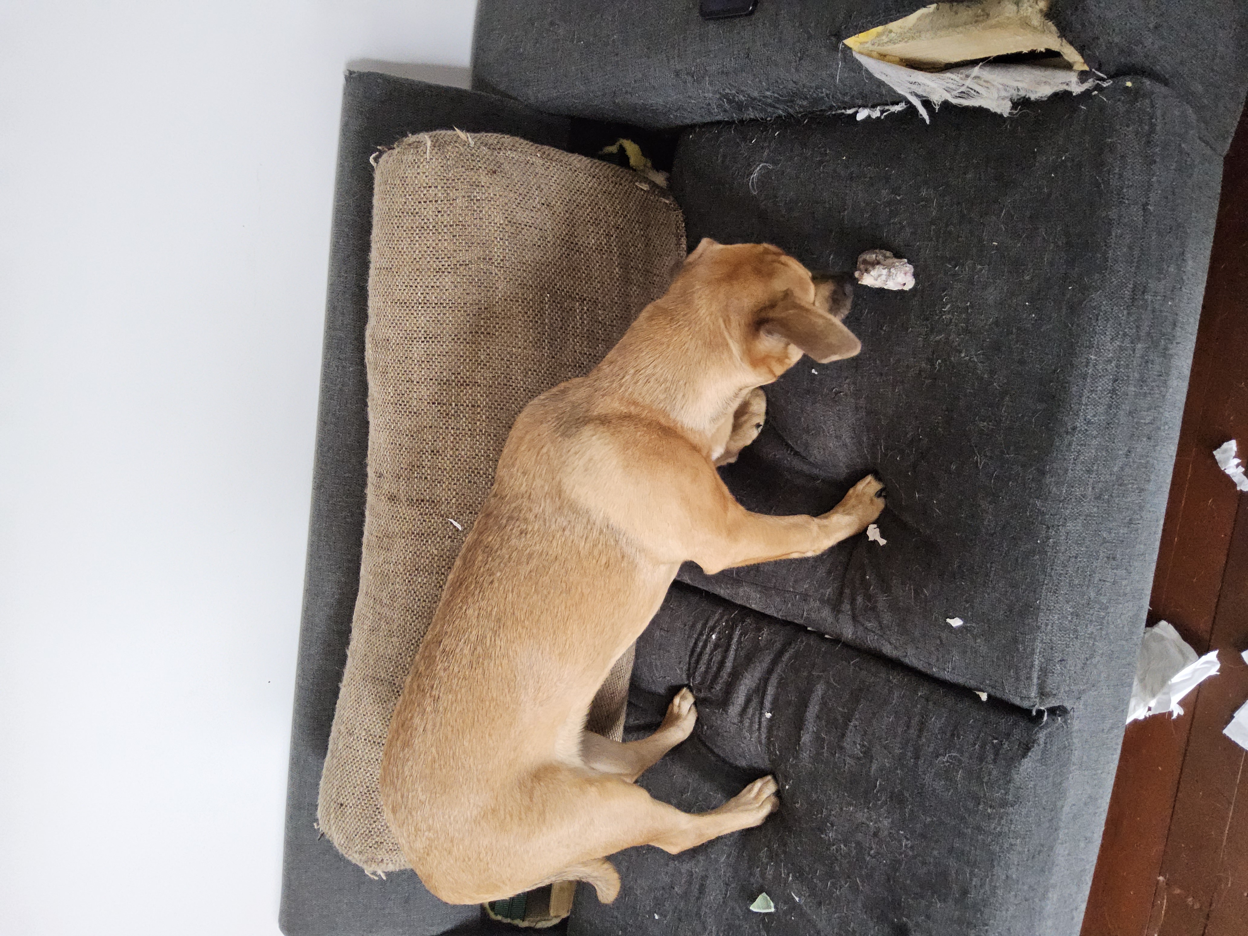 Dogs – Kingston
