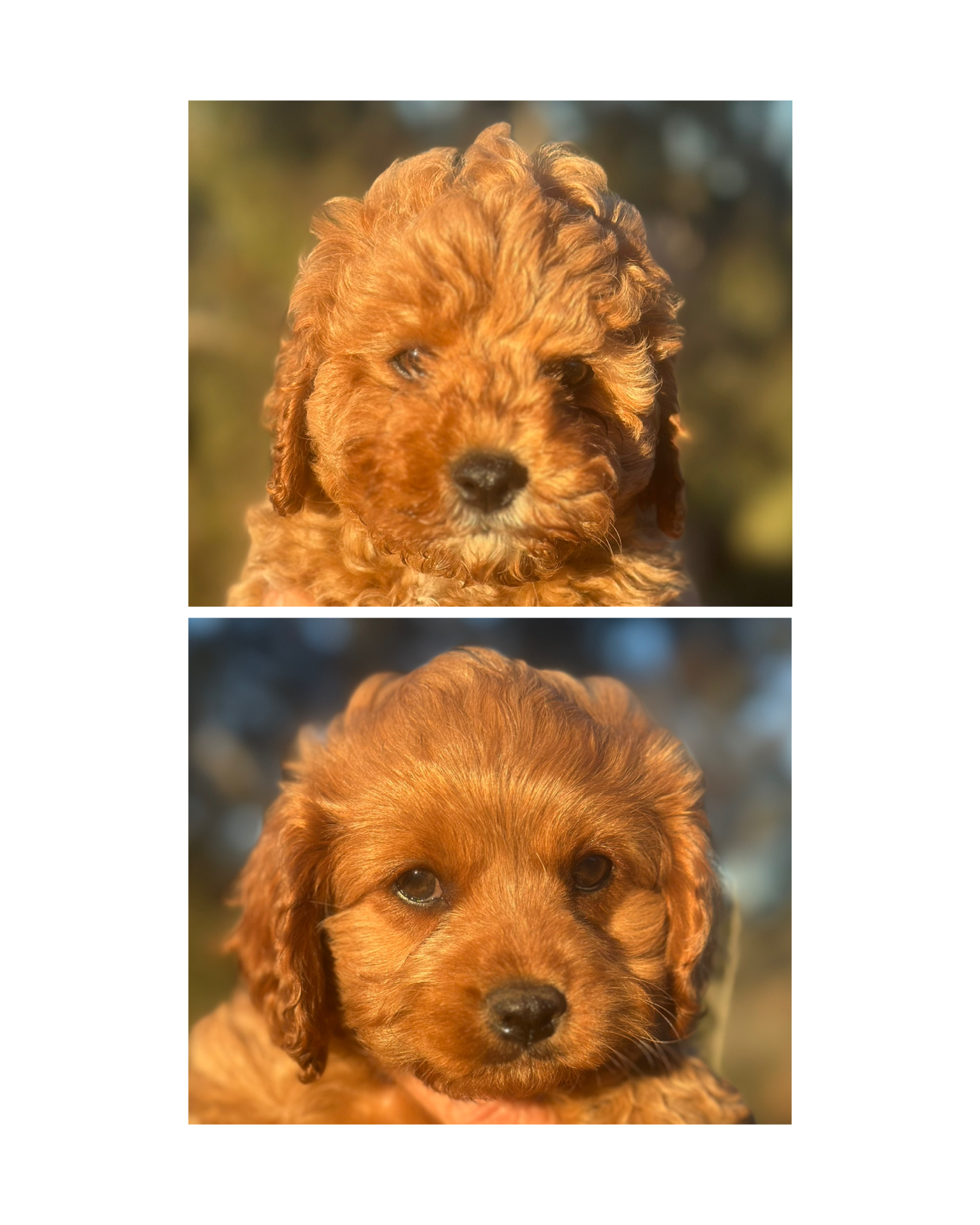 Cavoodle – Orange