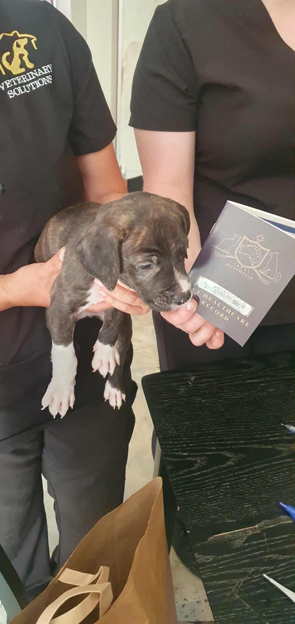 Great Dane – Brisbane