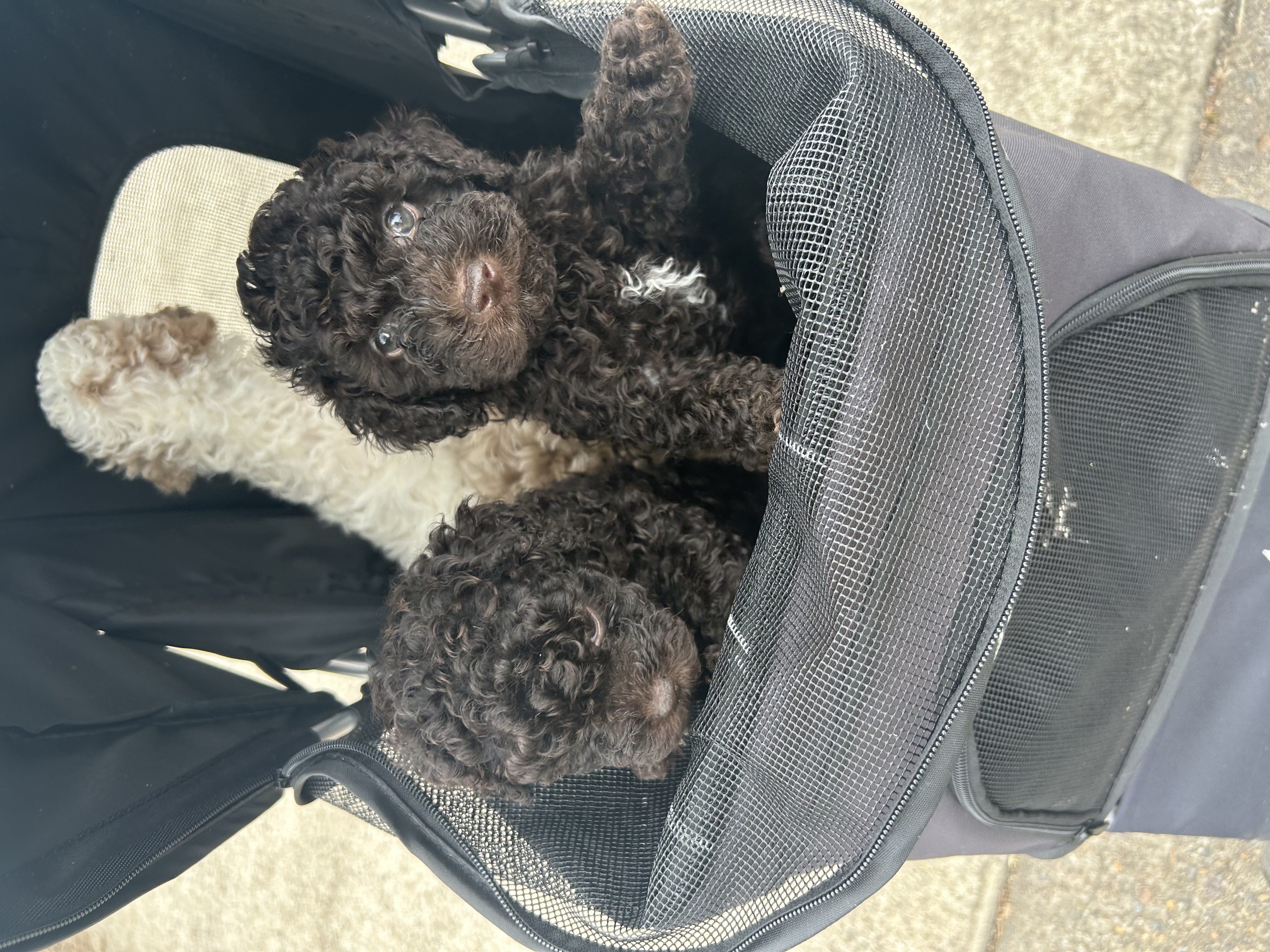 Poodle Mini – Saint Clair
