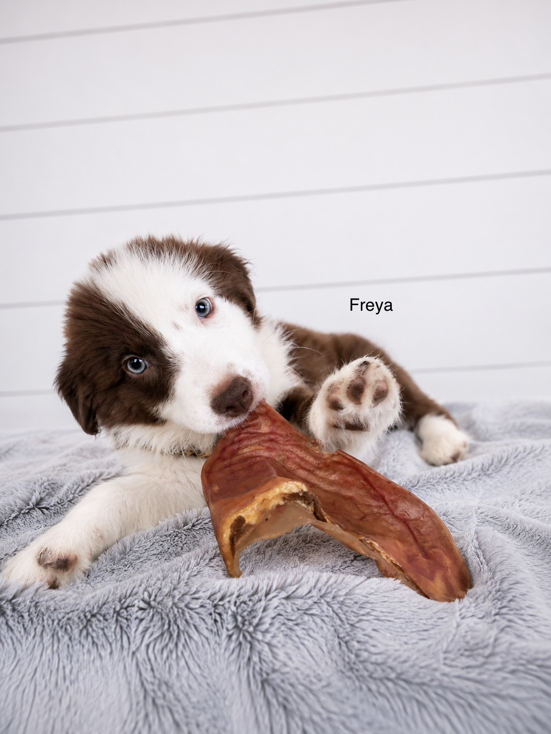 Border Collie – Christmas Creek