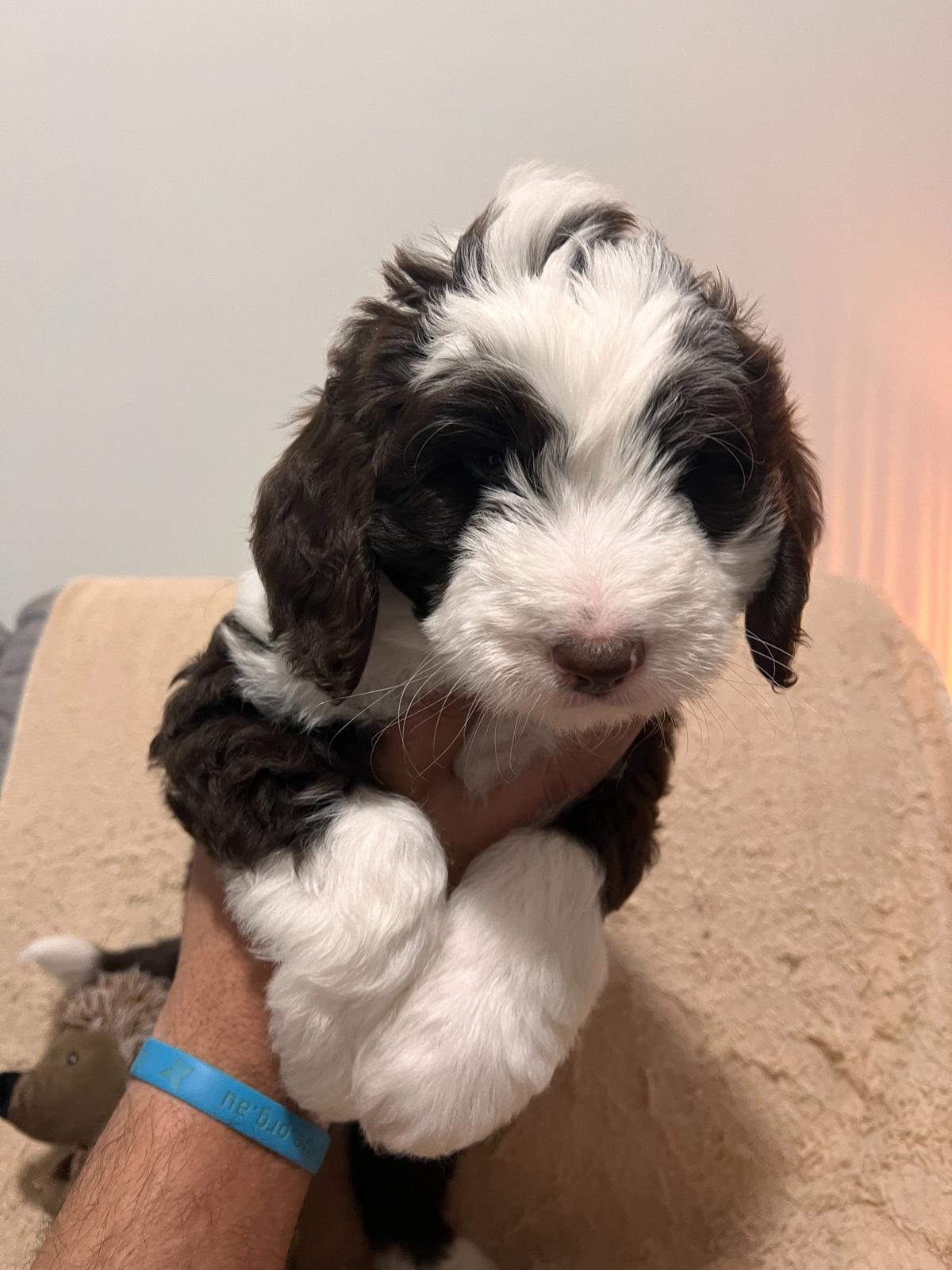 Old English Sheepdog – Thirlmere