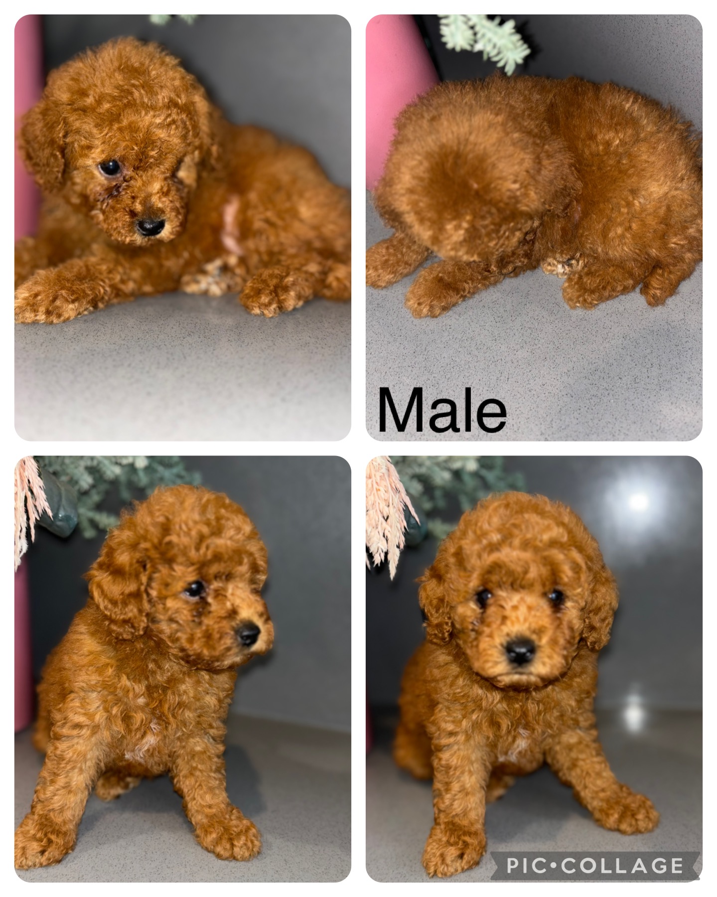 Toy Poodle - Fairfield