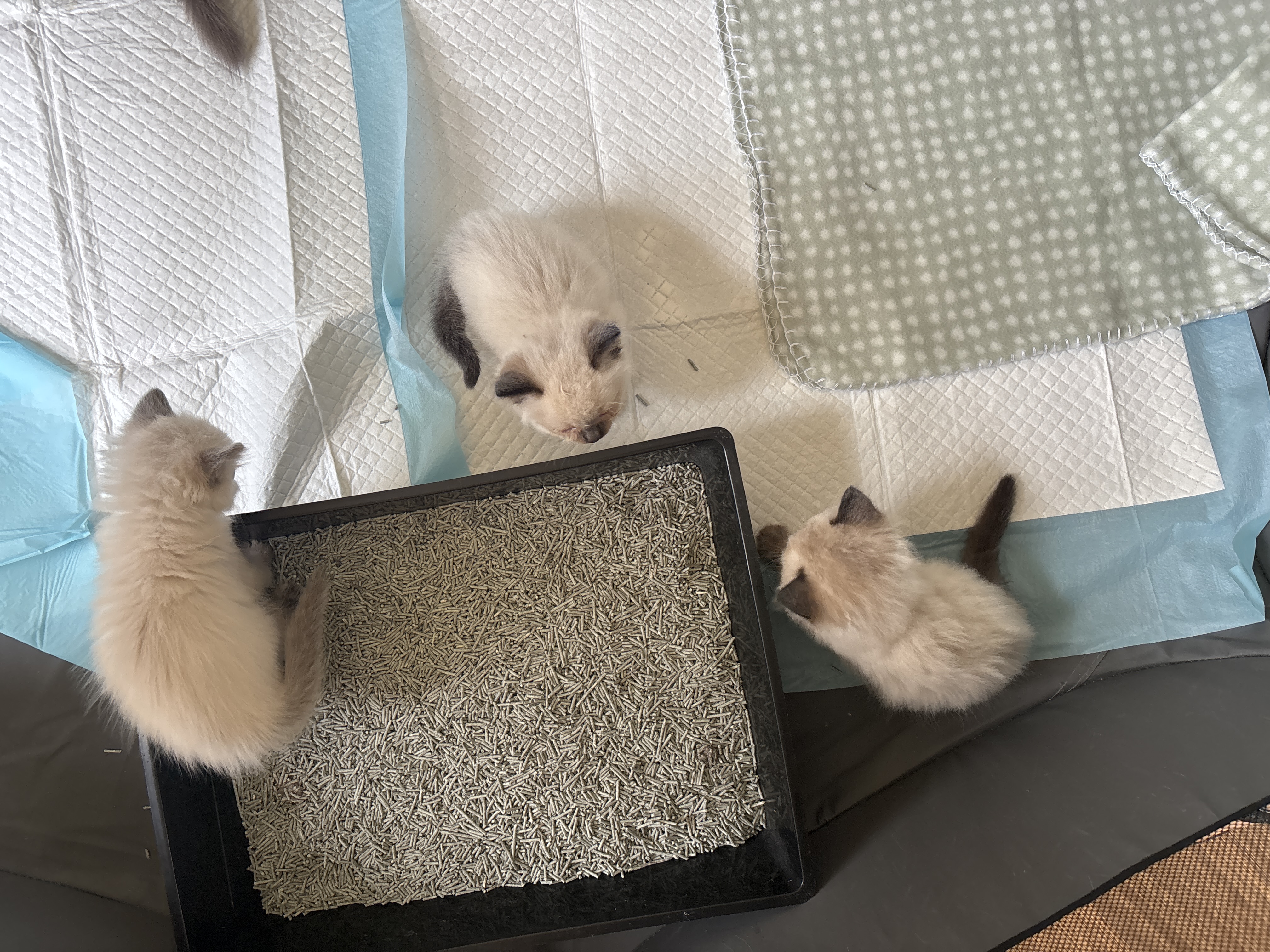 Ragdoll – Meadow Heights