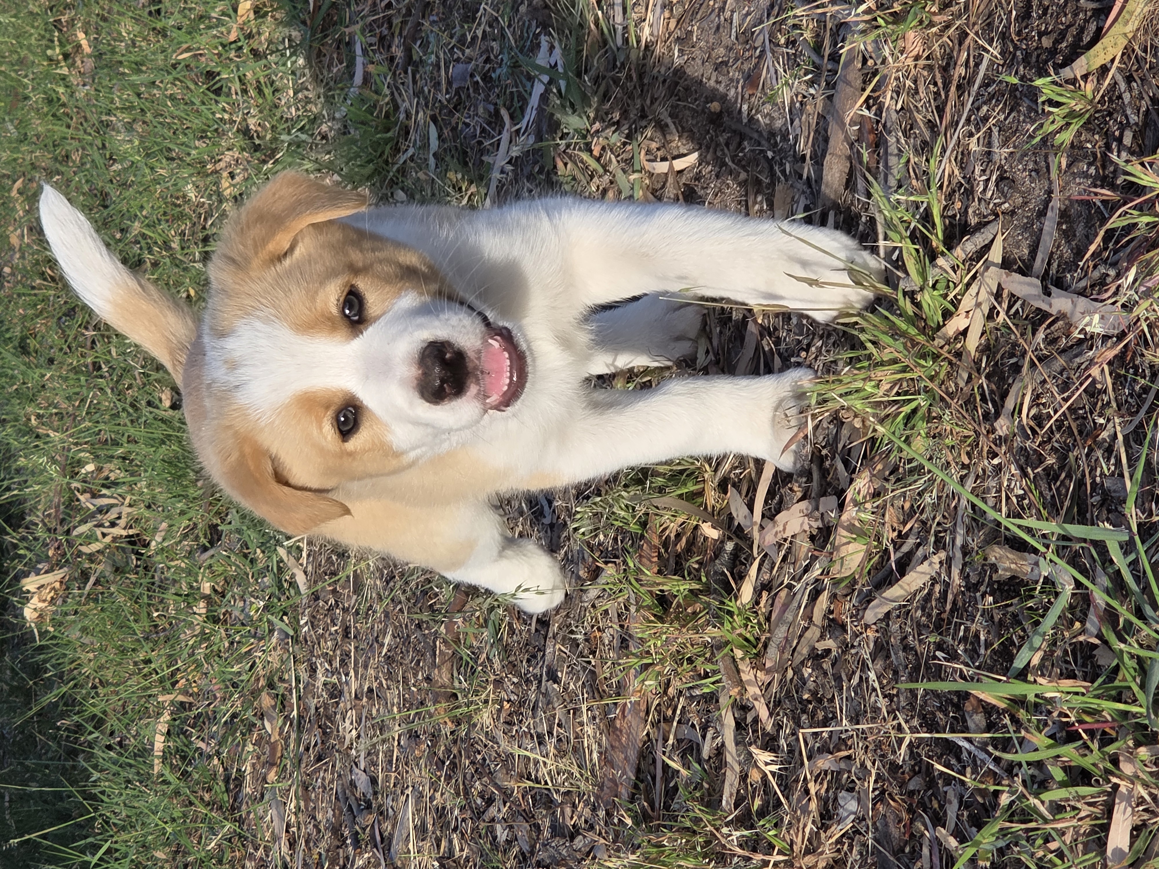 Border Collie – Goolwa