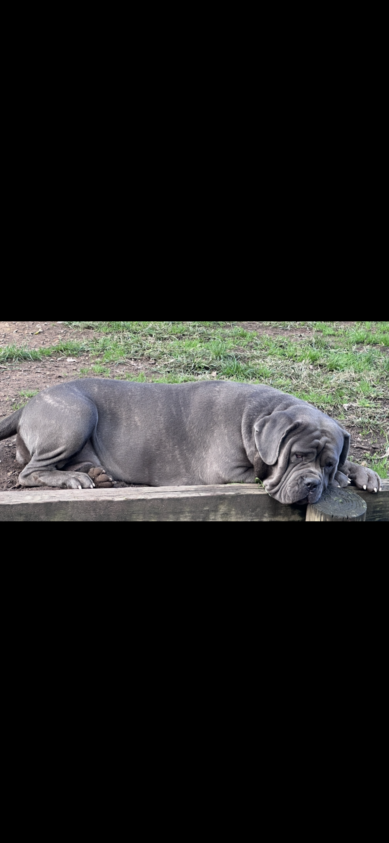 Neapolitan Mastiff – Watanobbi