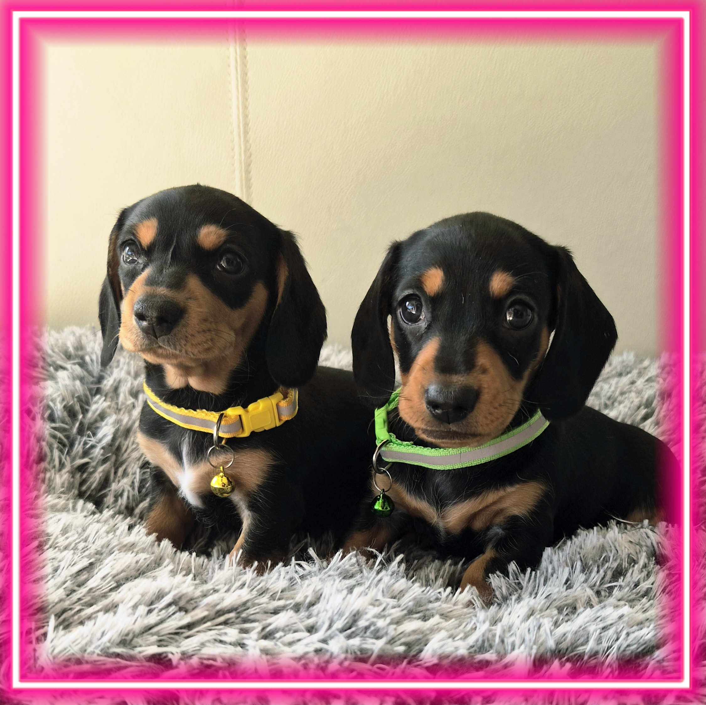 Dachshund – Morley