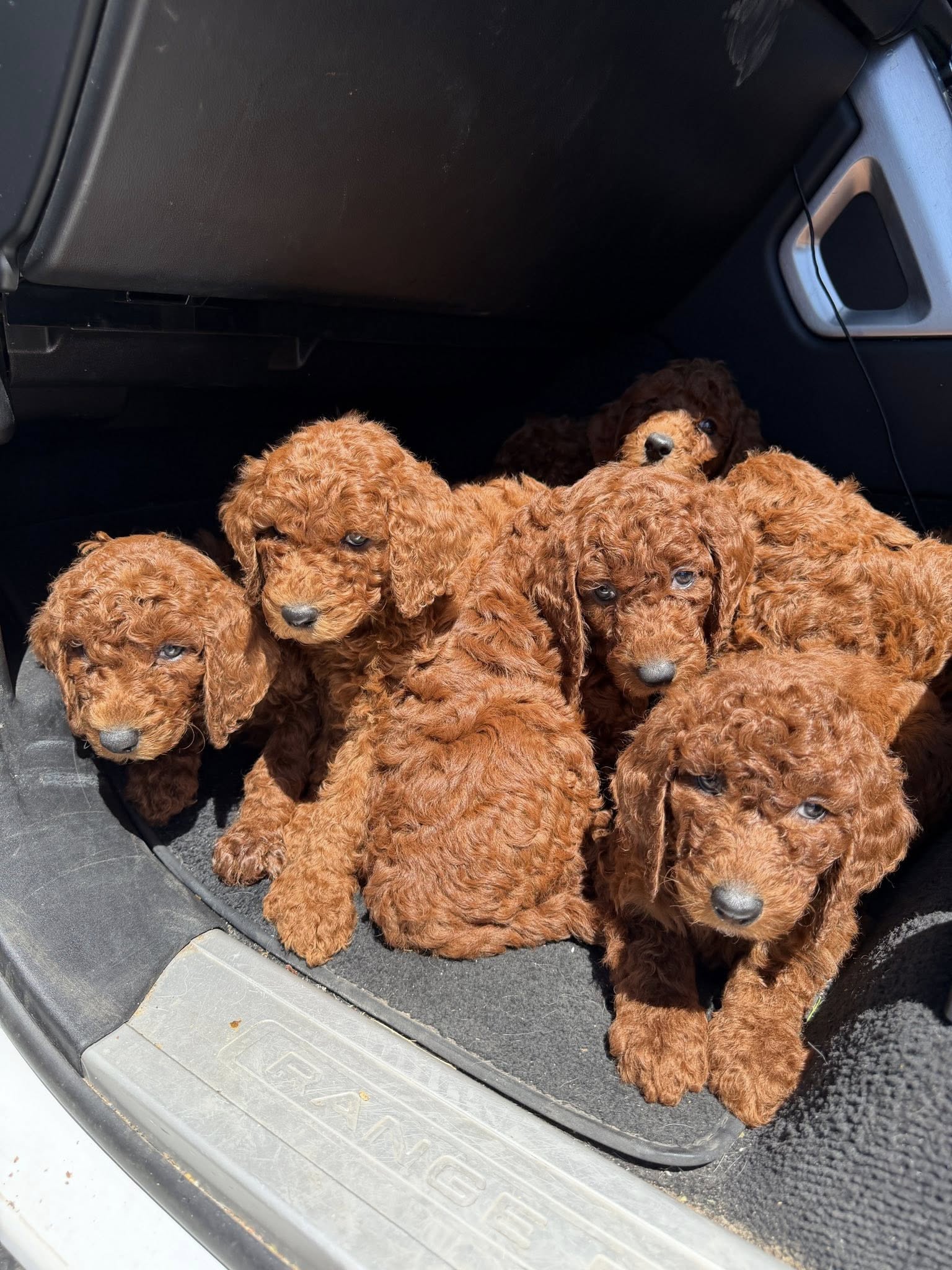 Poodle Standard – Caversham