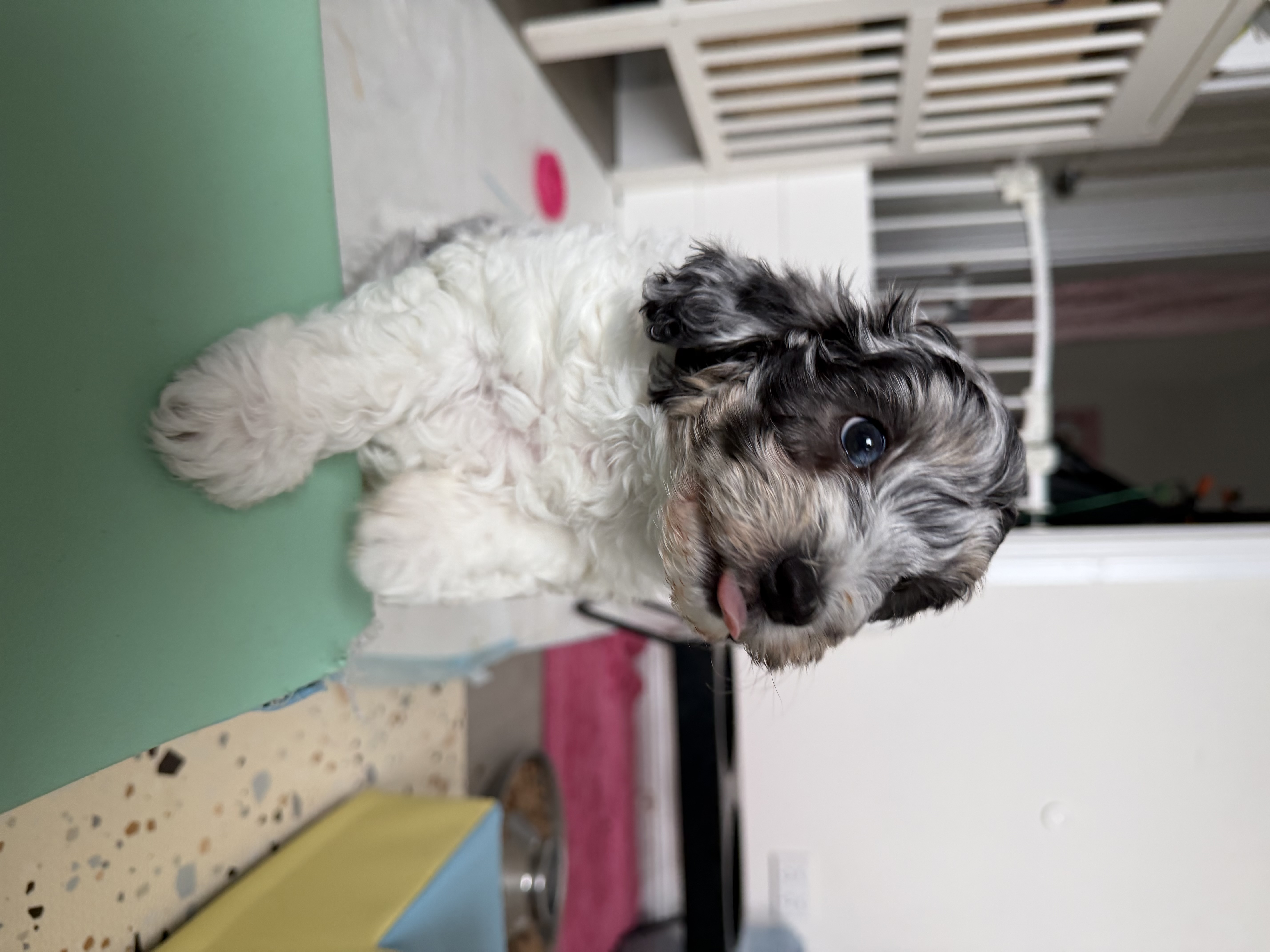 Shih Tzu – Maddison Cox