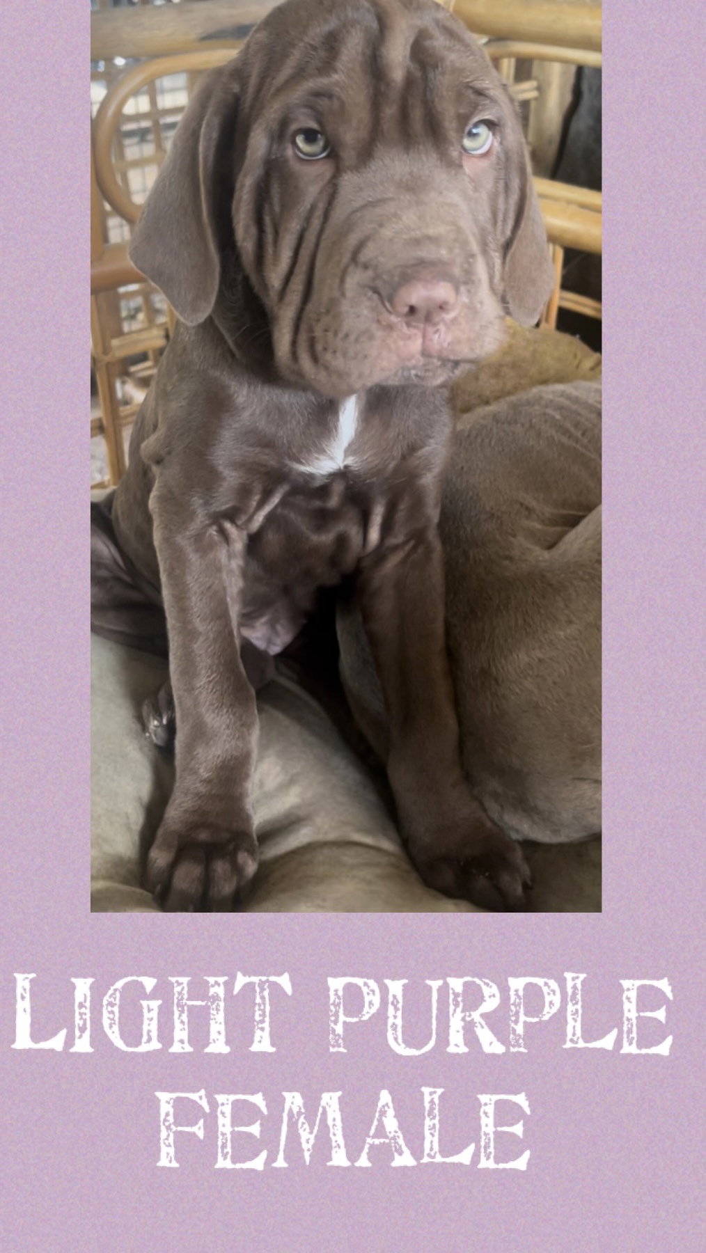 Neo mastiff Puppies- ready for forever home