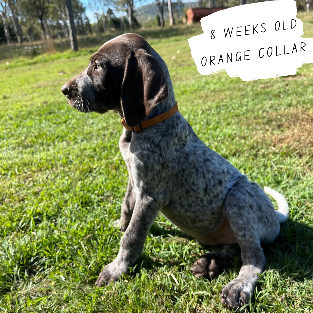 German Shorthaired Pointer – Moore