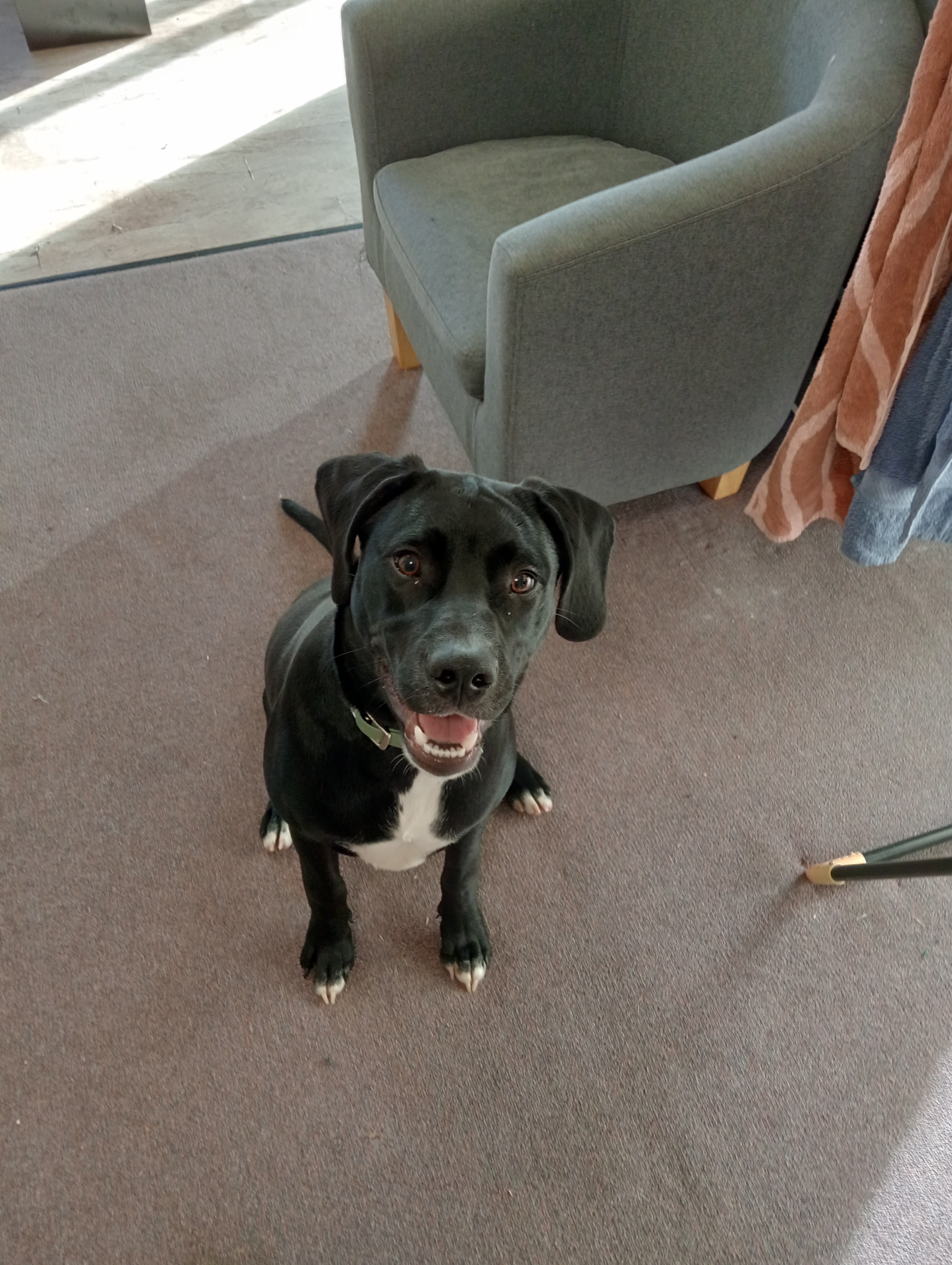 Dalmatian – Broadmeadows