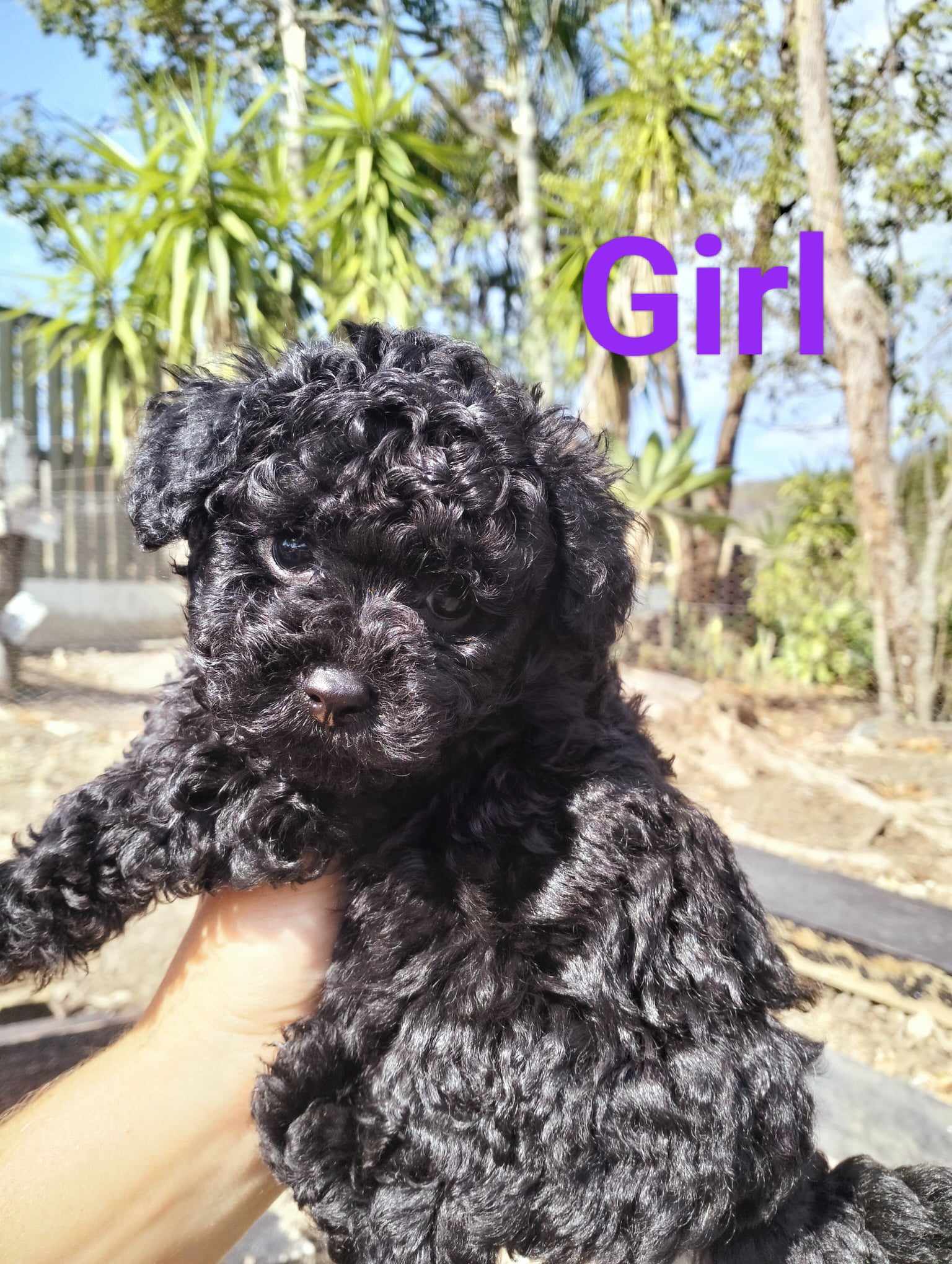 Toy Poodle Puppies - Gilston