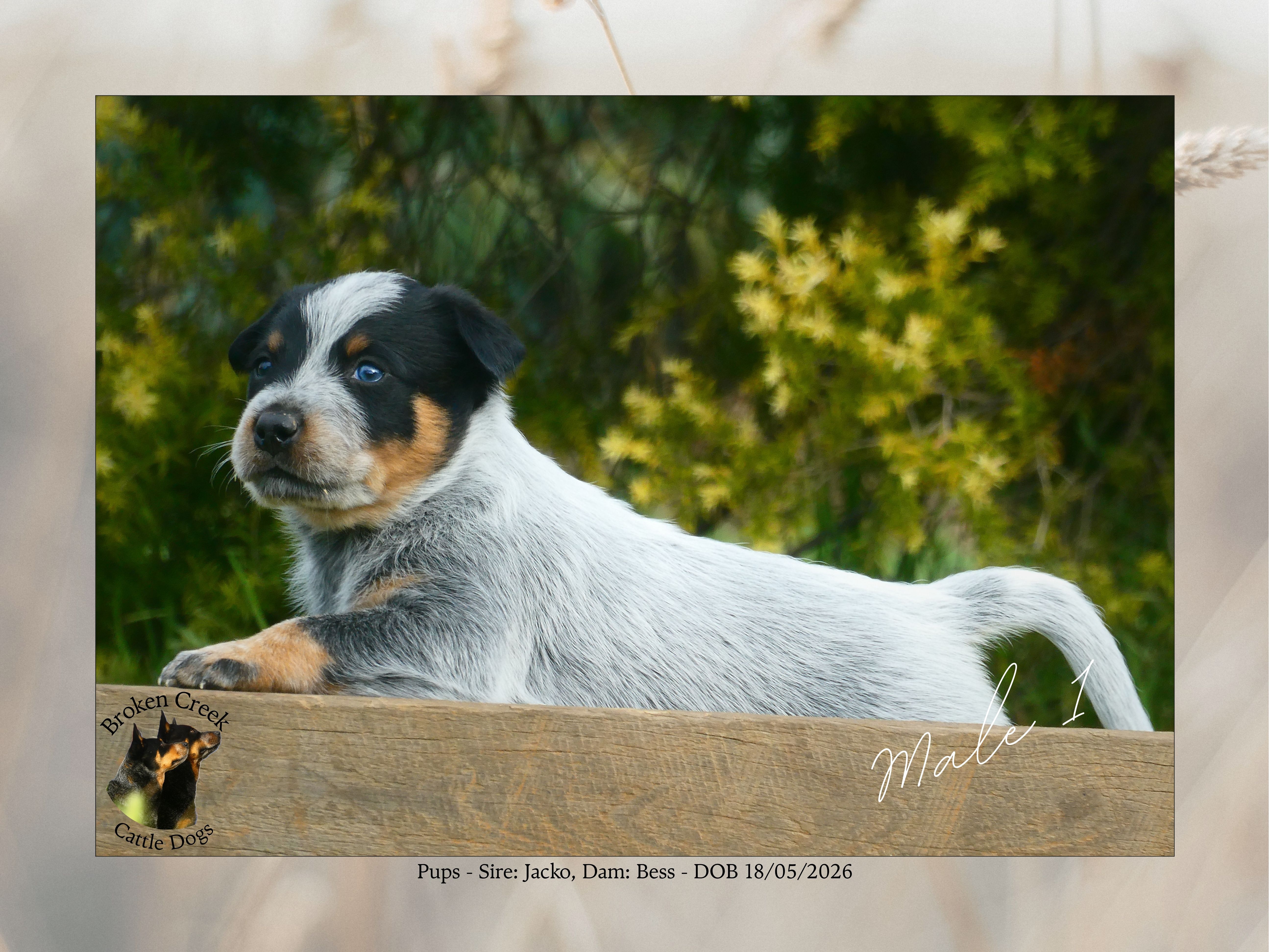 Australian Cattle Dog – Cowra