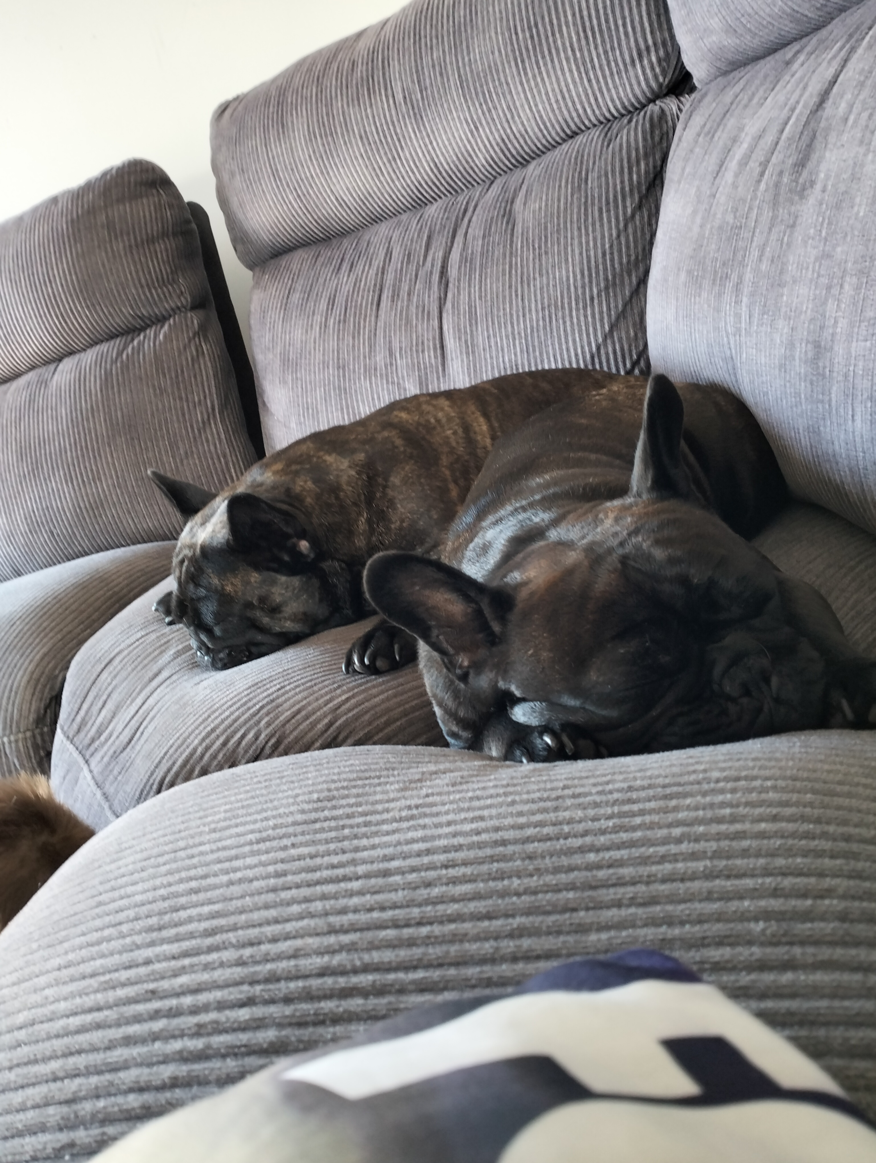 French Bulldog – Munno Para West