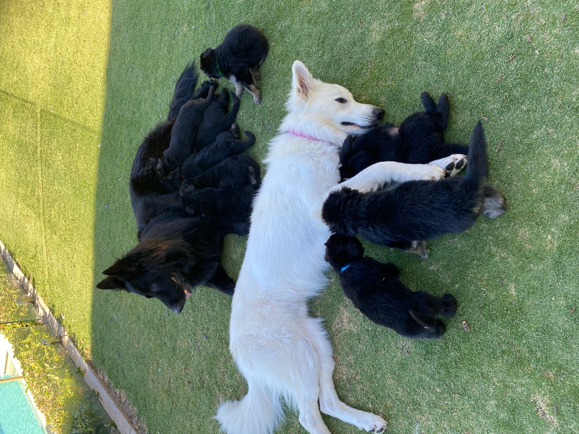 German Shepherd – Nicky