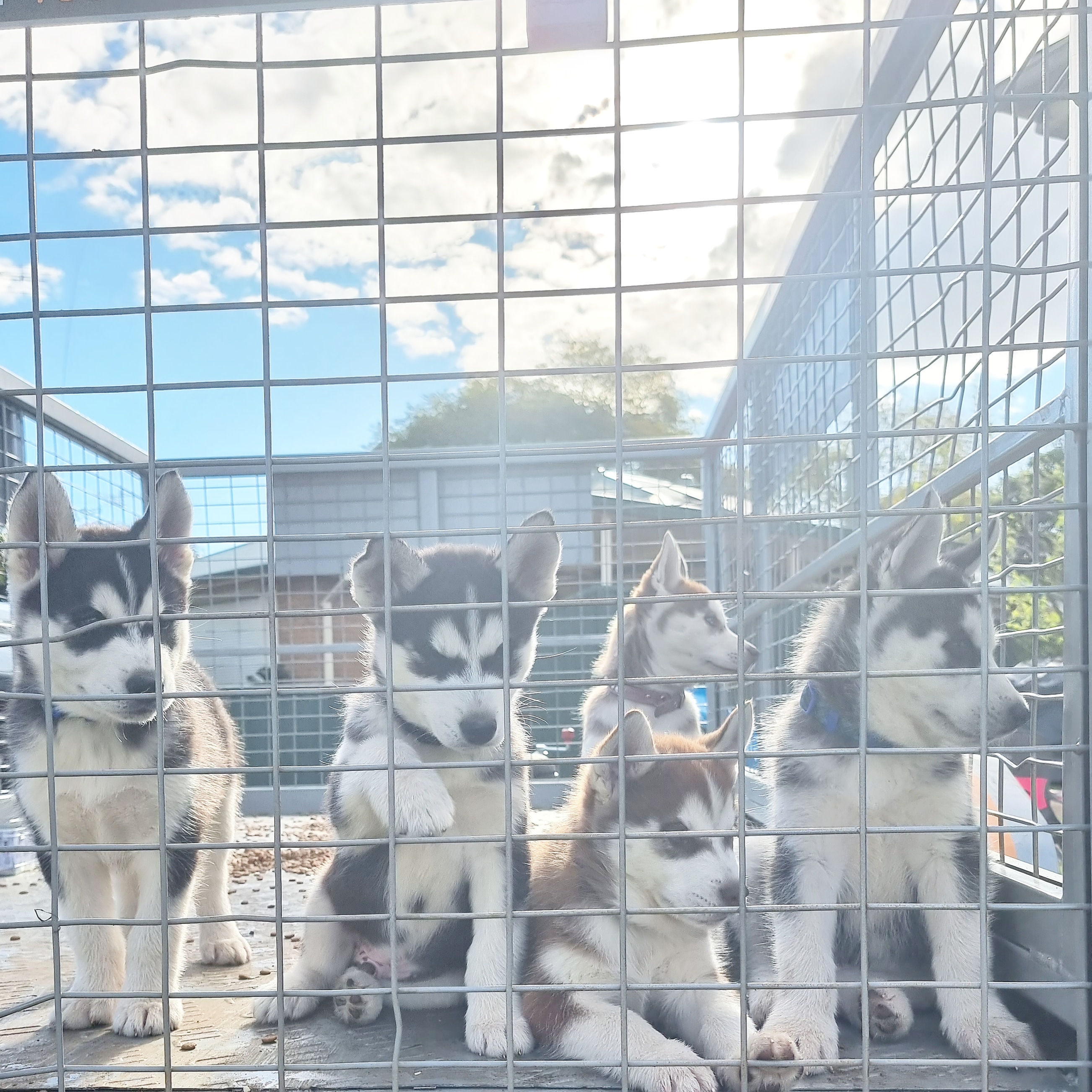 6 pure bred Siberian Huskies