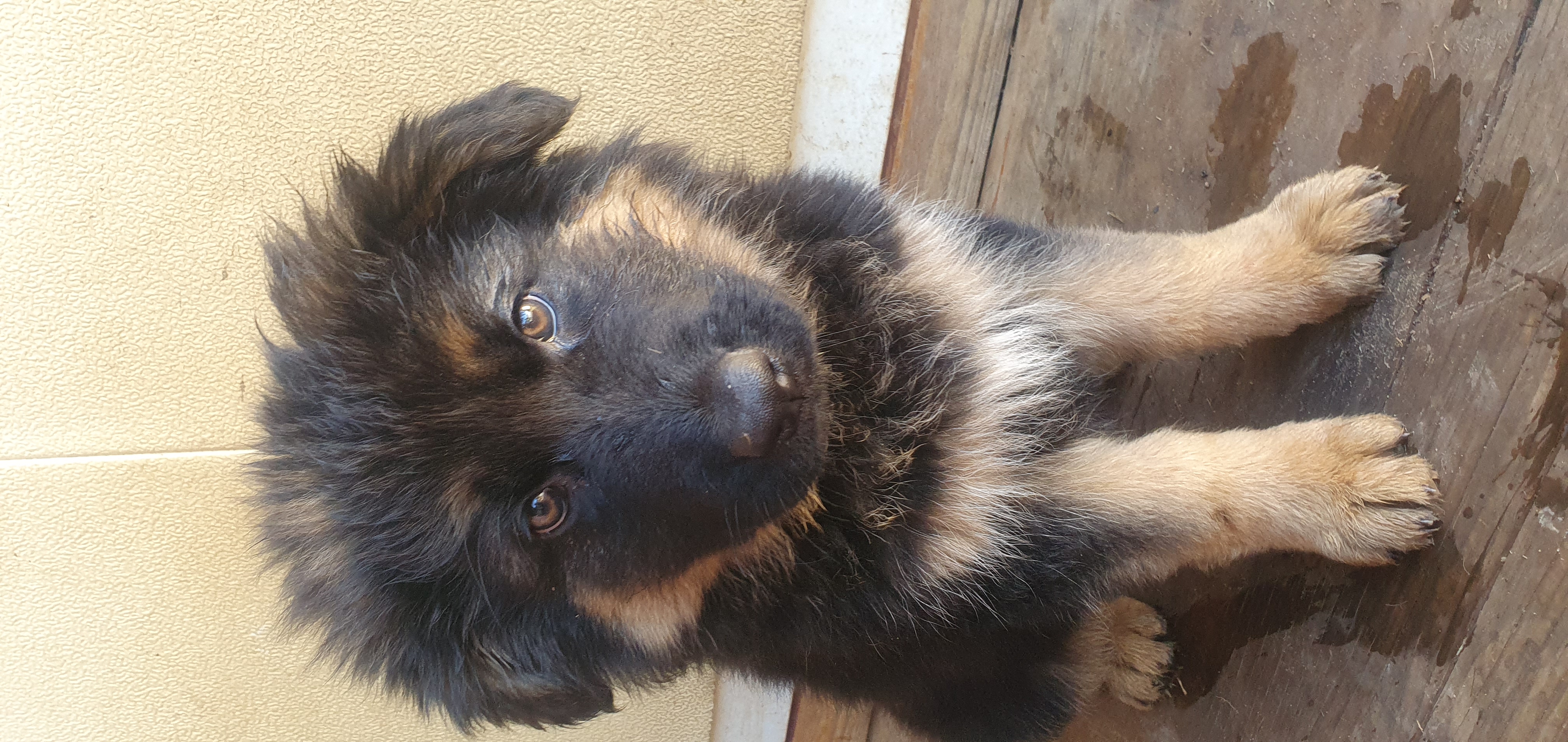 Pure German Shepherd pups available