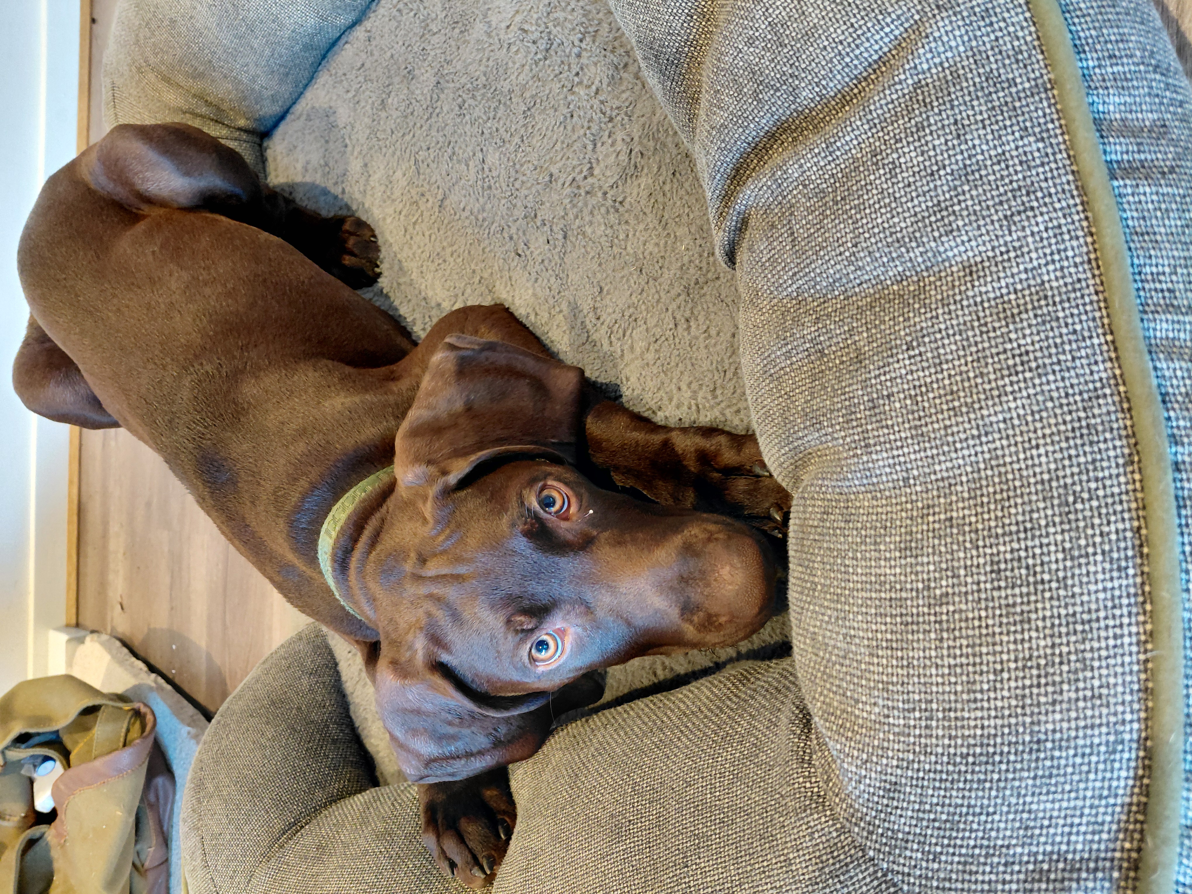 German Shorthaired Pointer – Sunbury