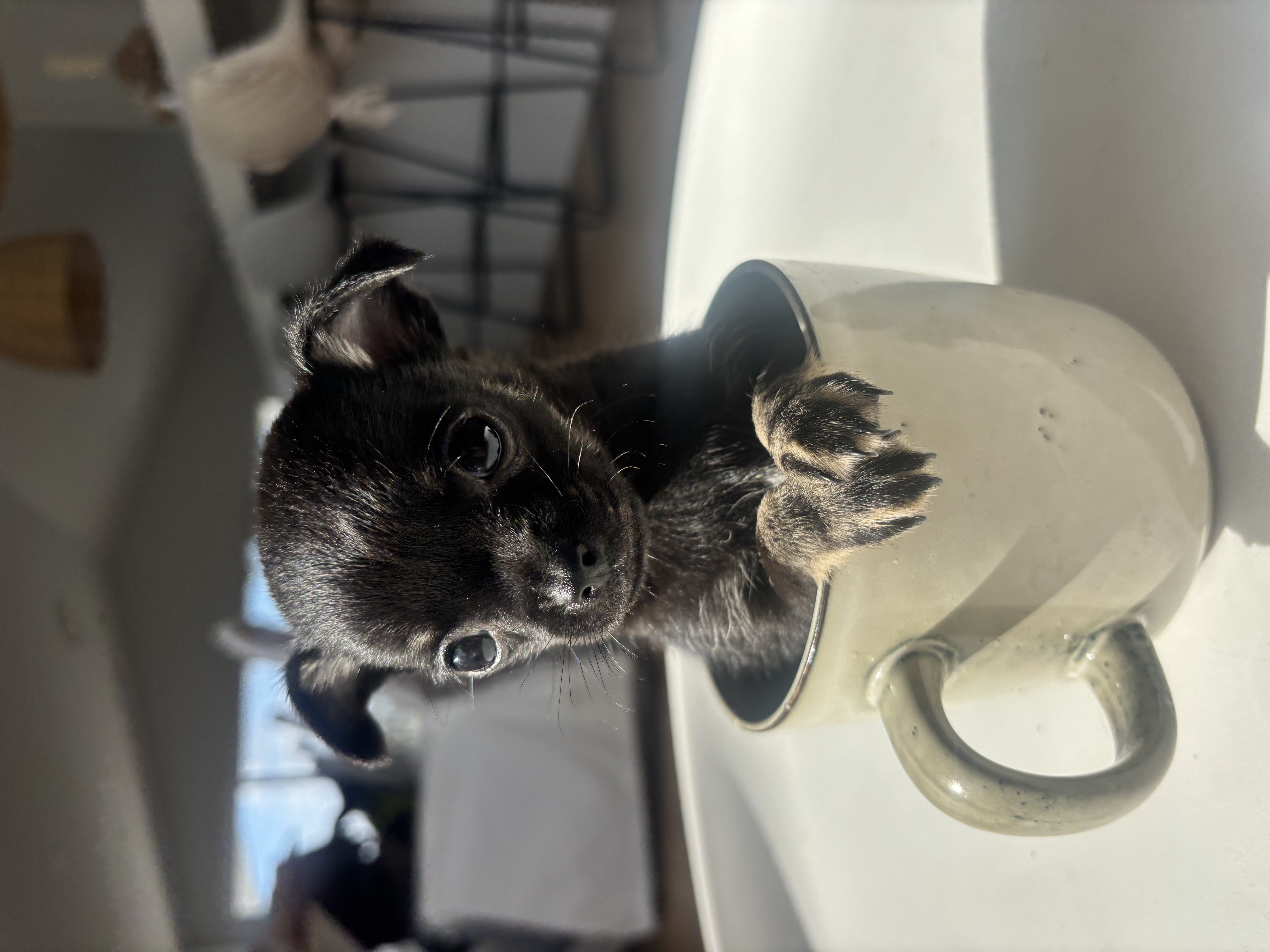 Chihuahua – Valentine