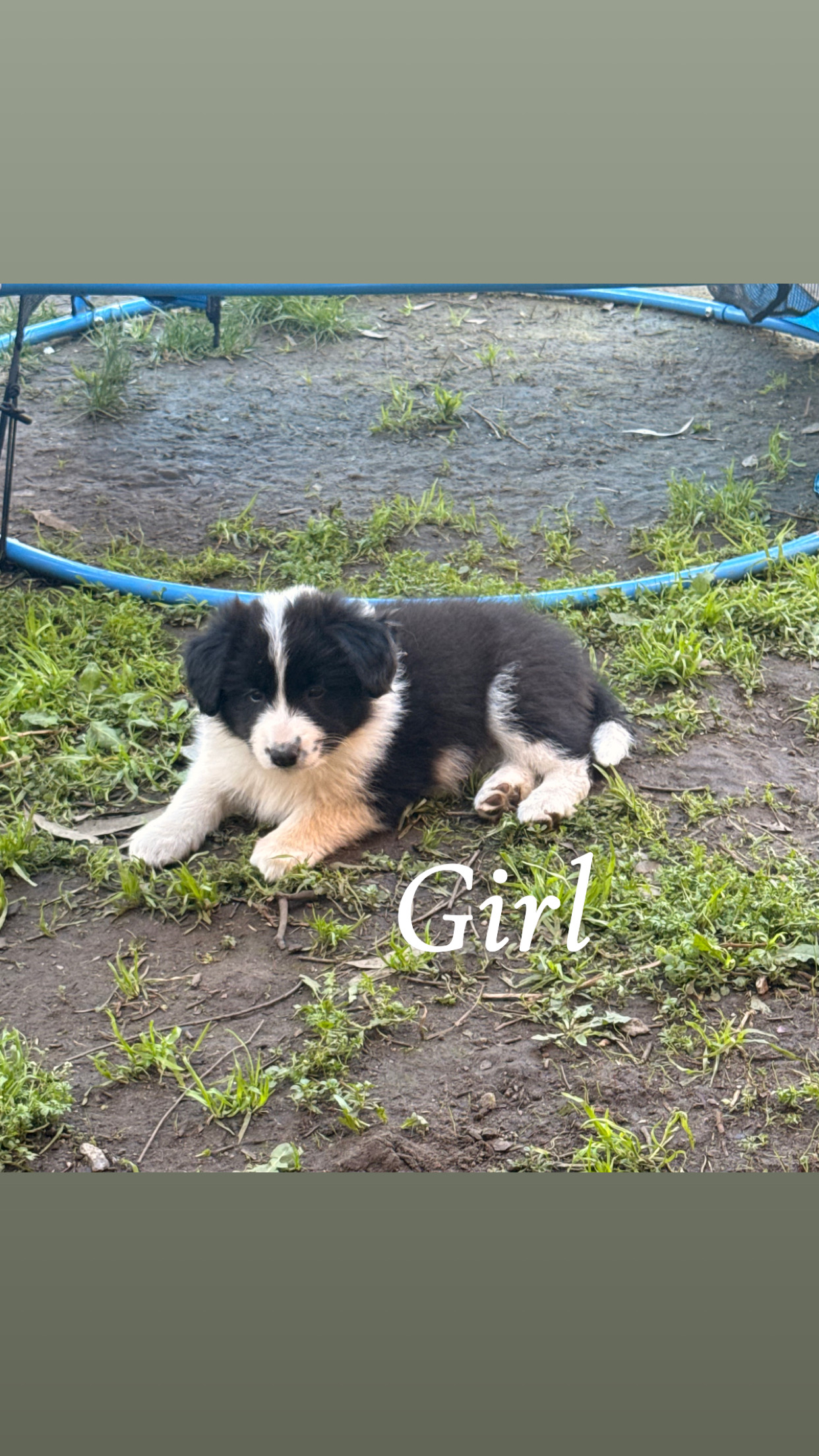 Border Collie – Thurgoona