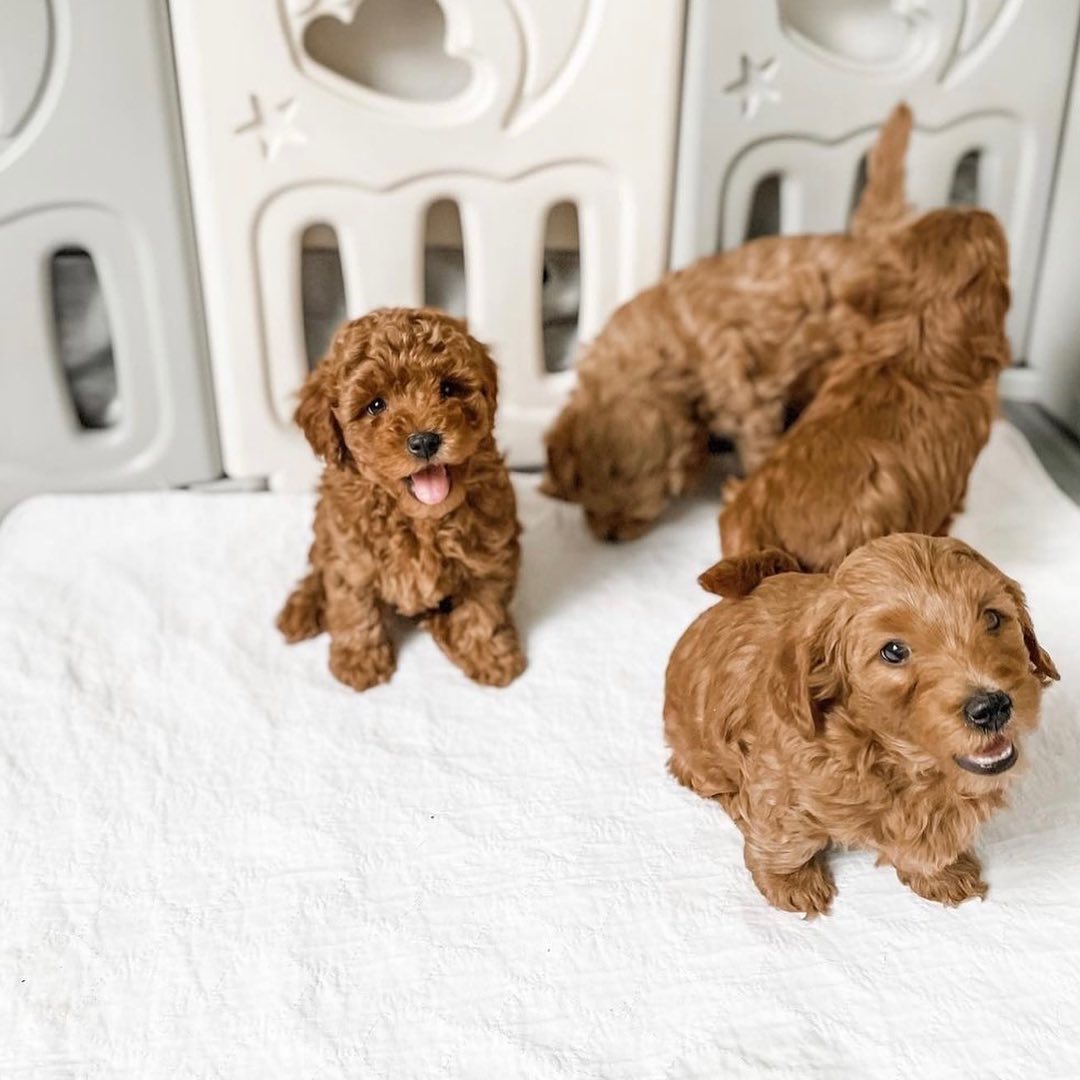 Goldendoodle – nenebrawling