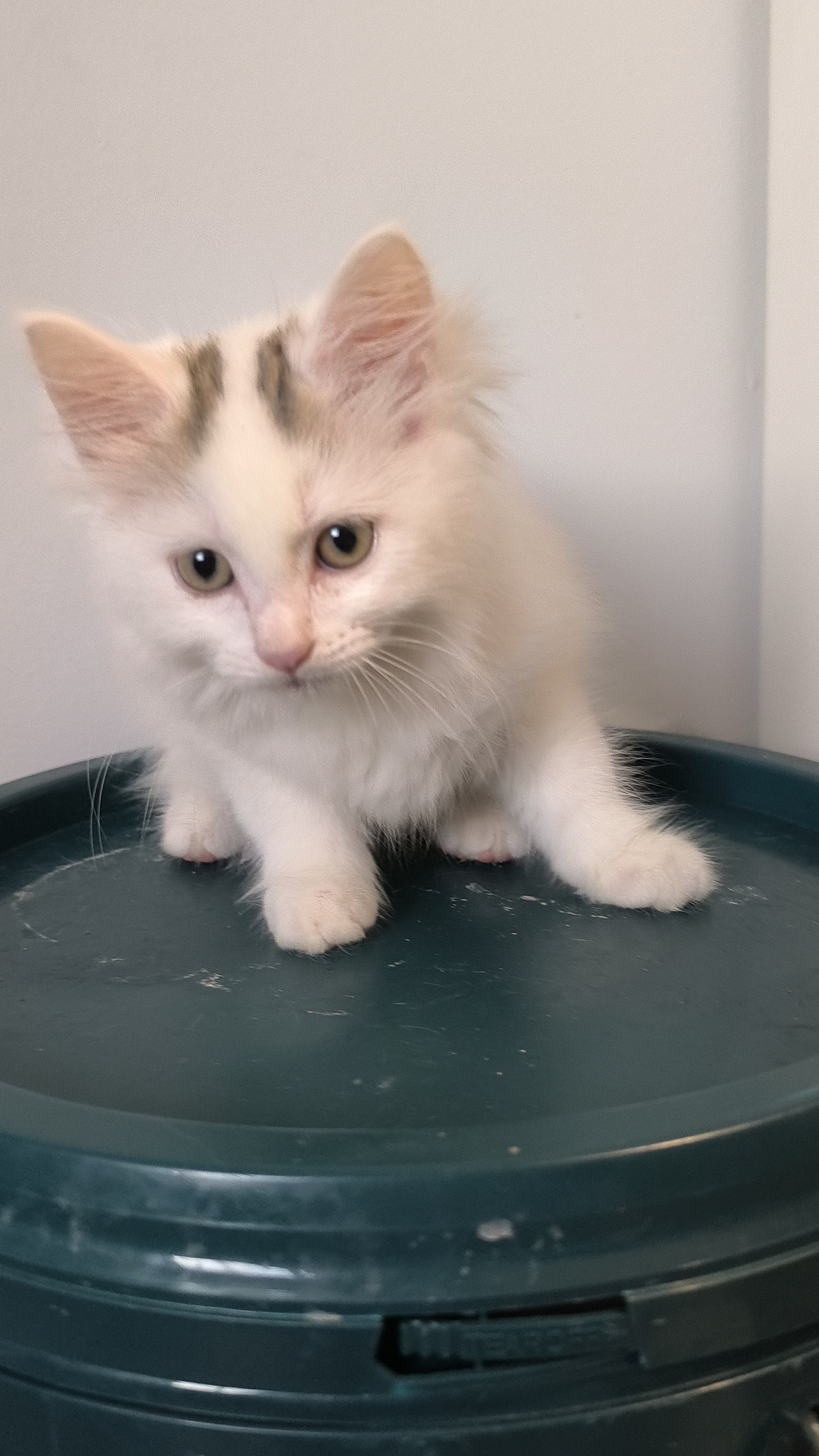 Turkish Angora – Sunnybank Hills