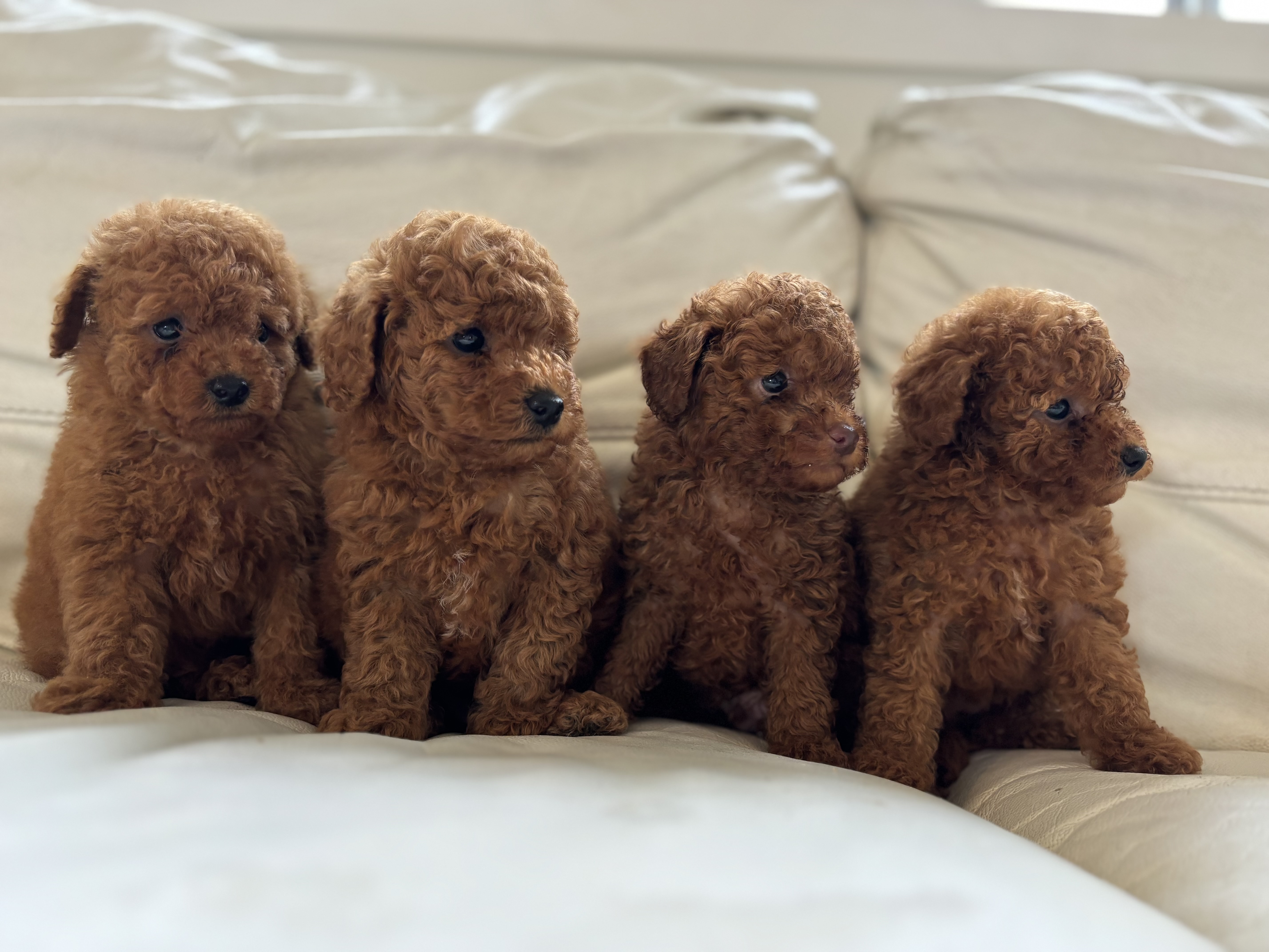 Toy Poodle - Fairfield