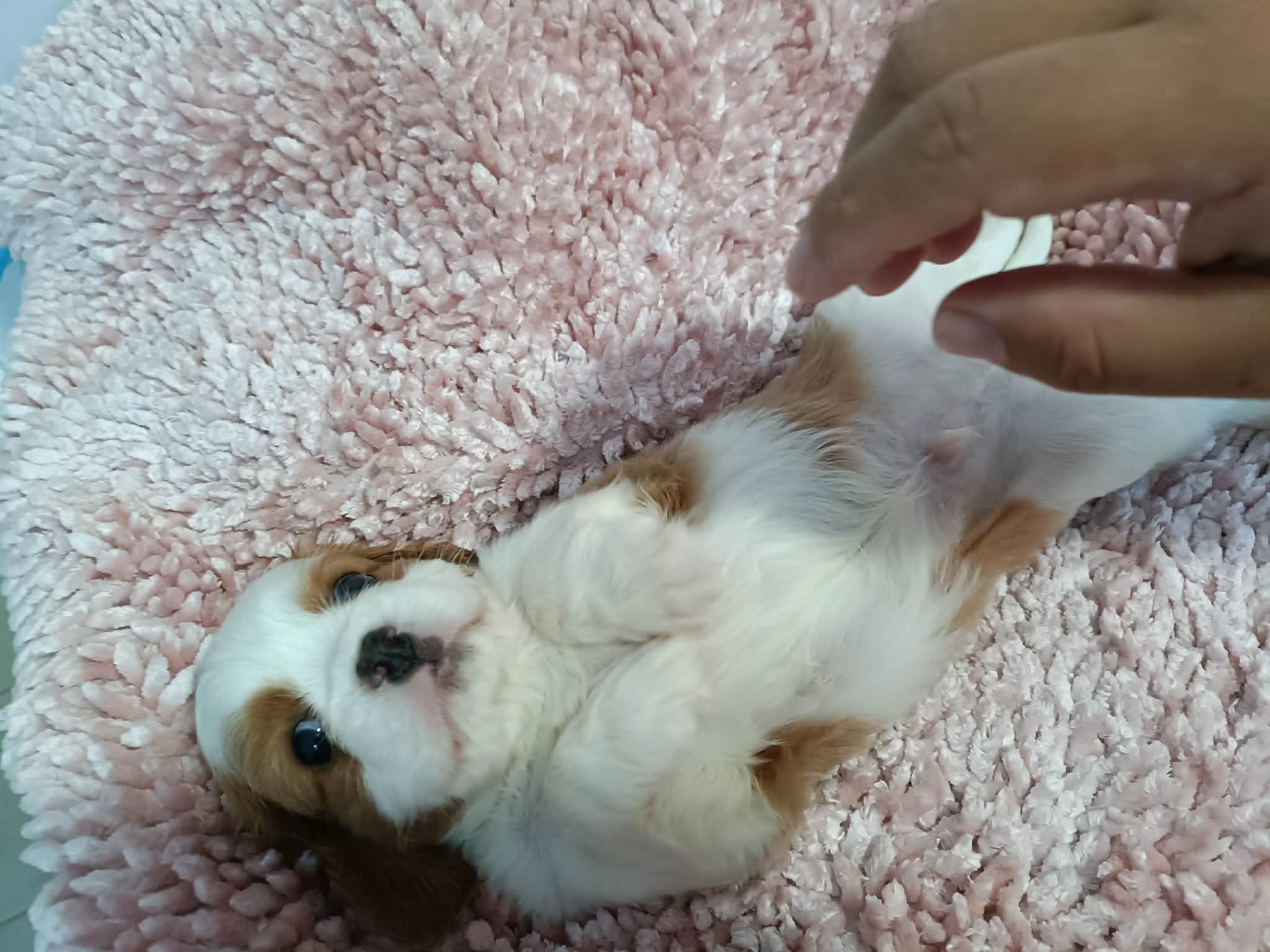 Beaglier – Upper Coomera