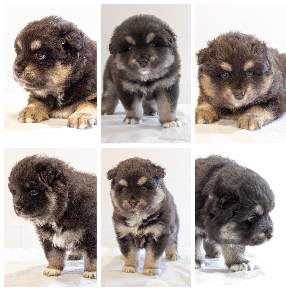 Pedigree Finnish Lapphund Puppies for Sale