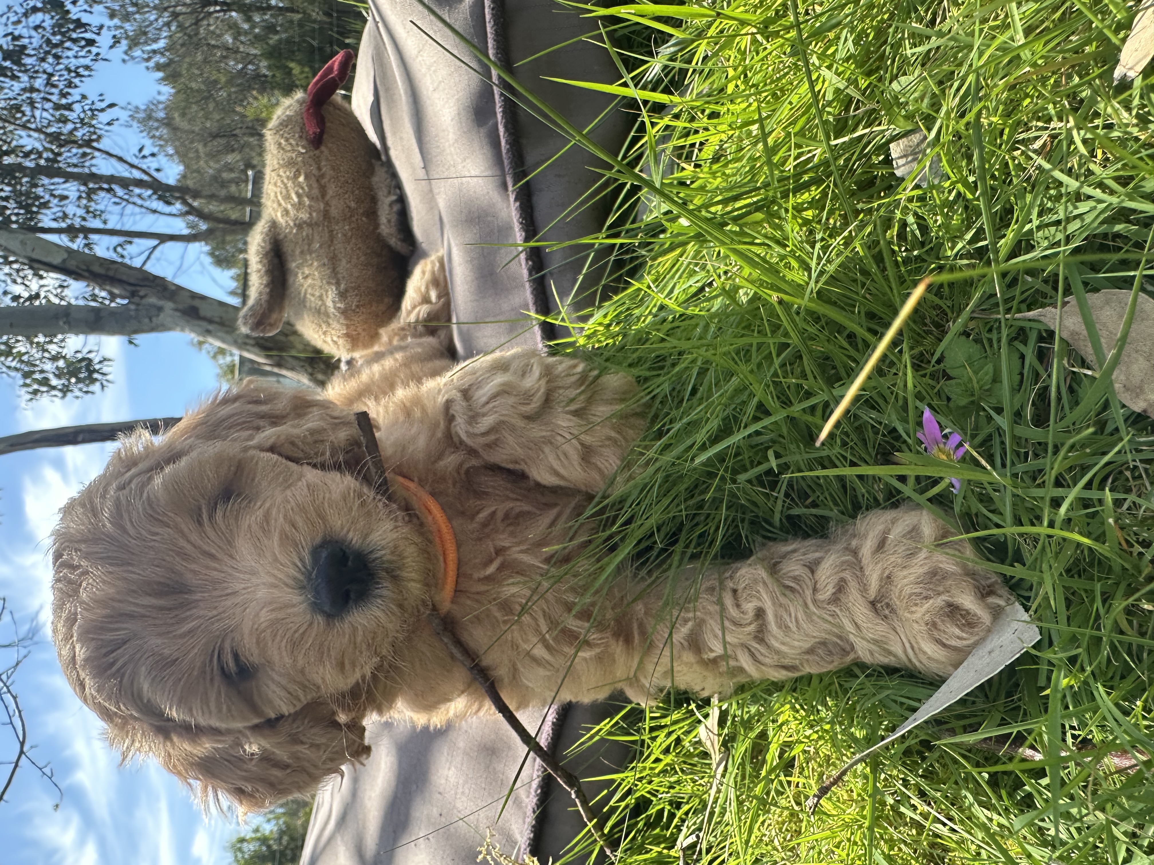 Groodle – Mornington Peninsula