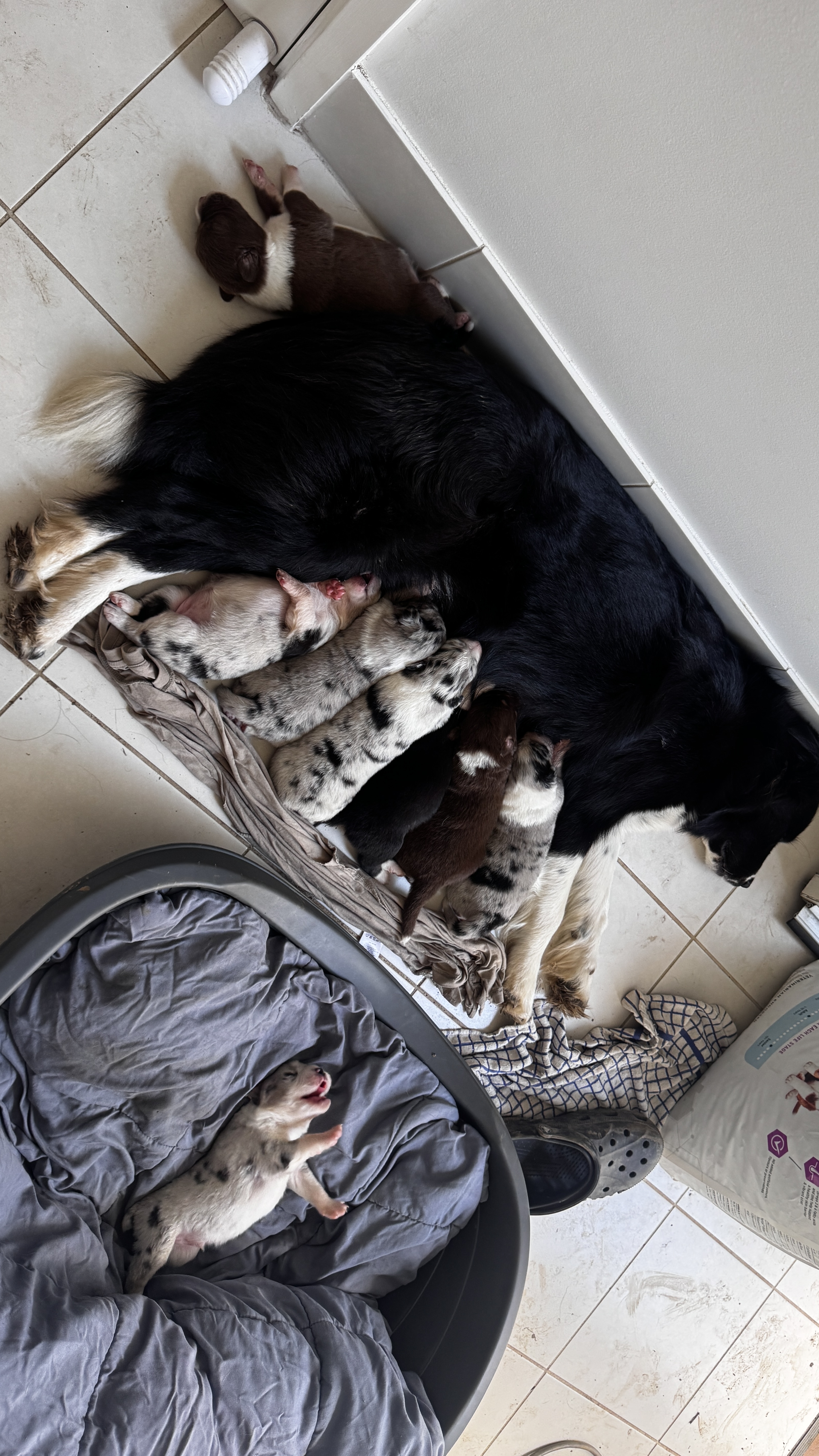 Bearded Collie – Penrith