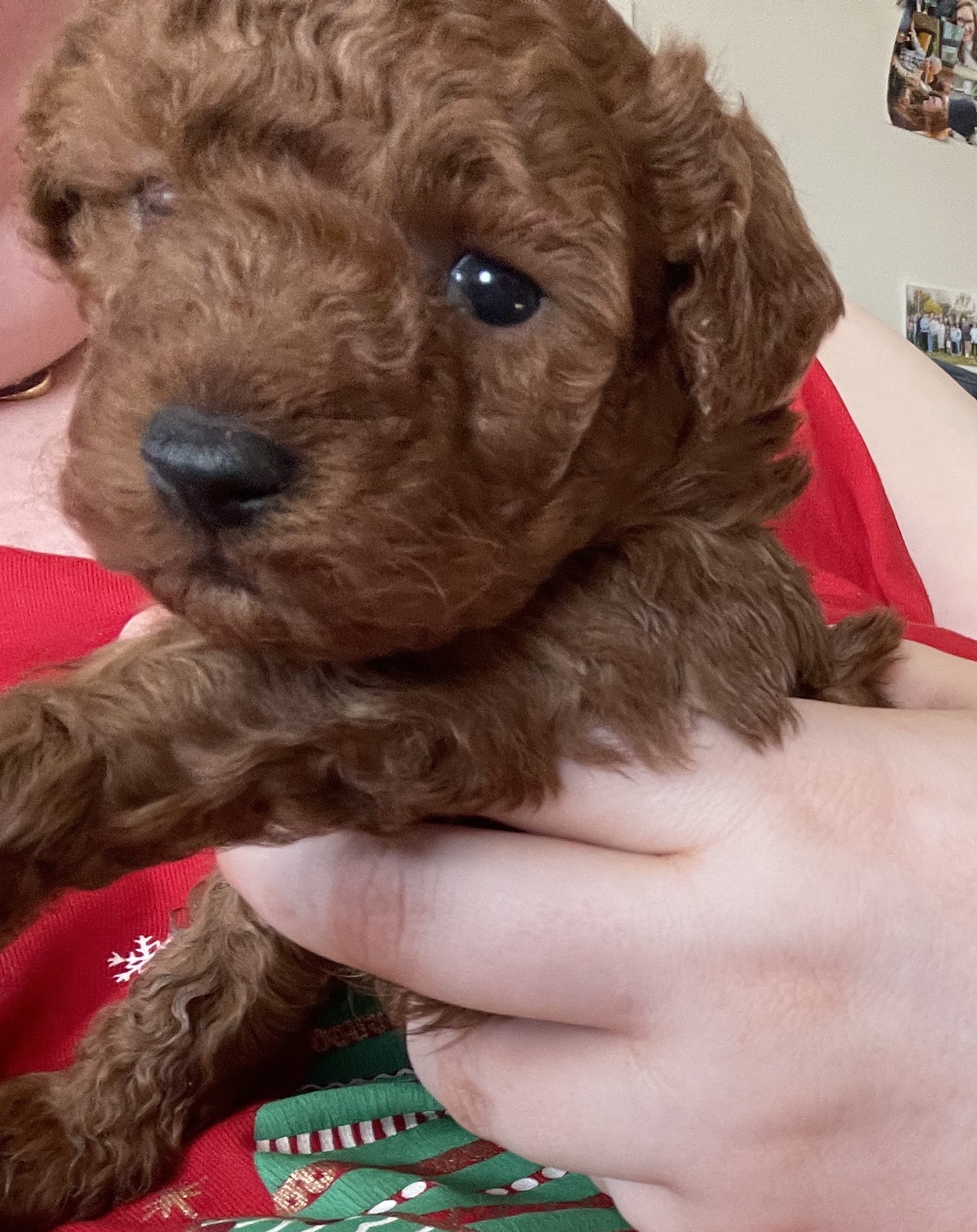 Toy Poodle – Yarra Glen