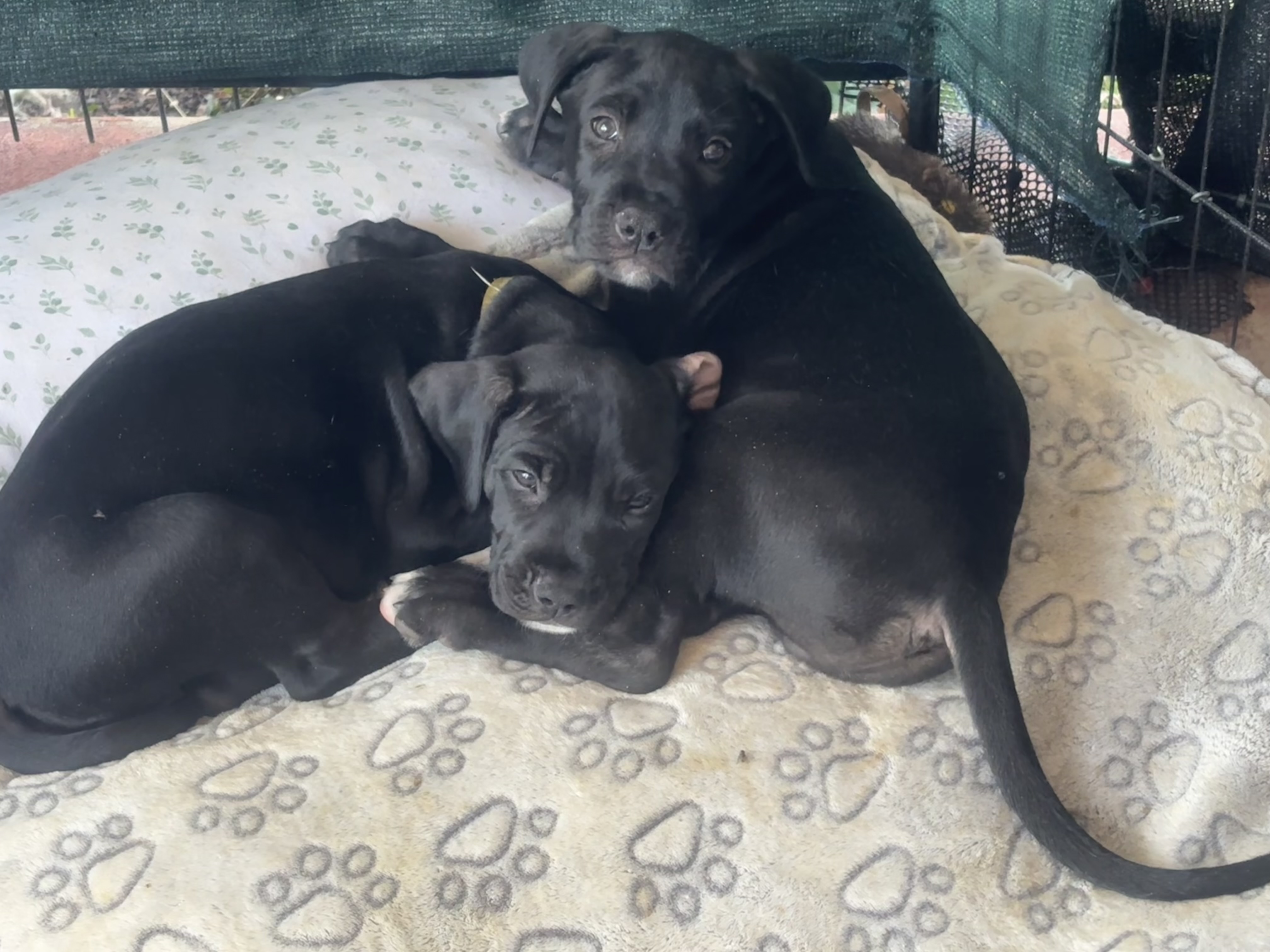 Other Dogs – Gray