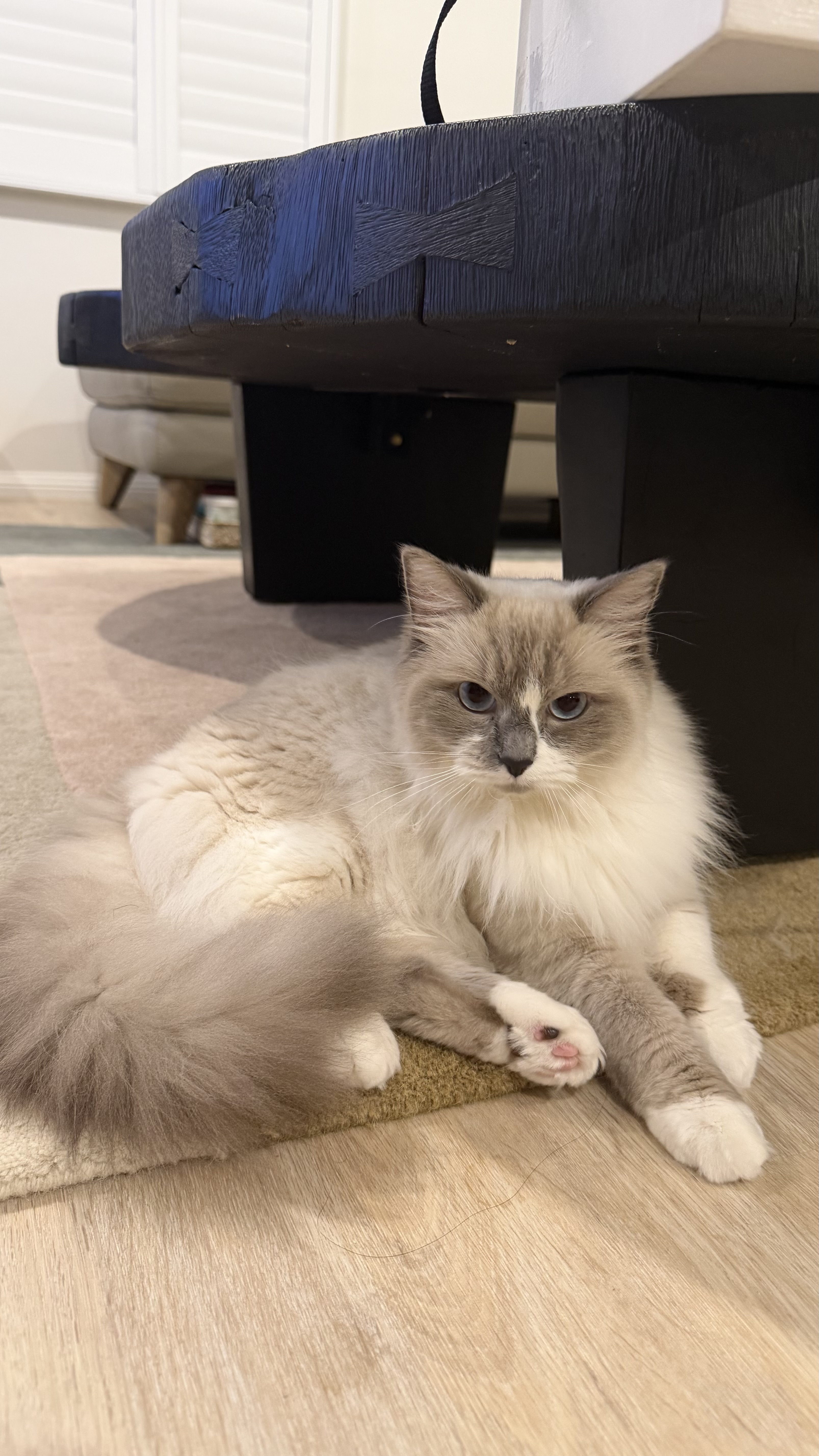 Ragdoll – Glenhaven