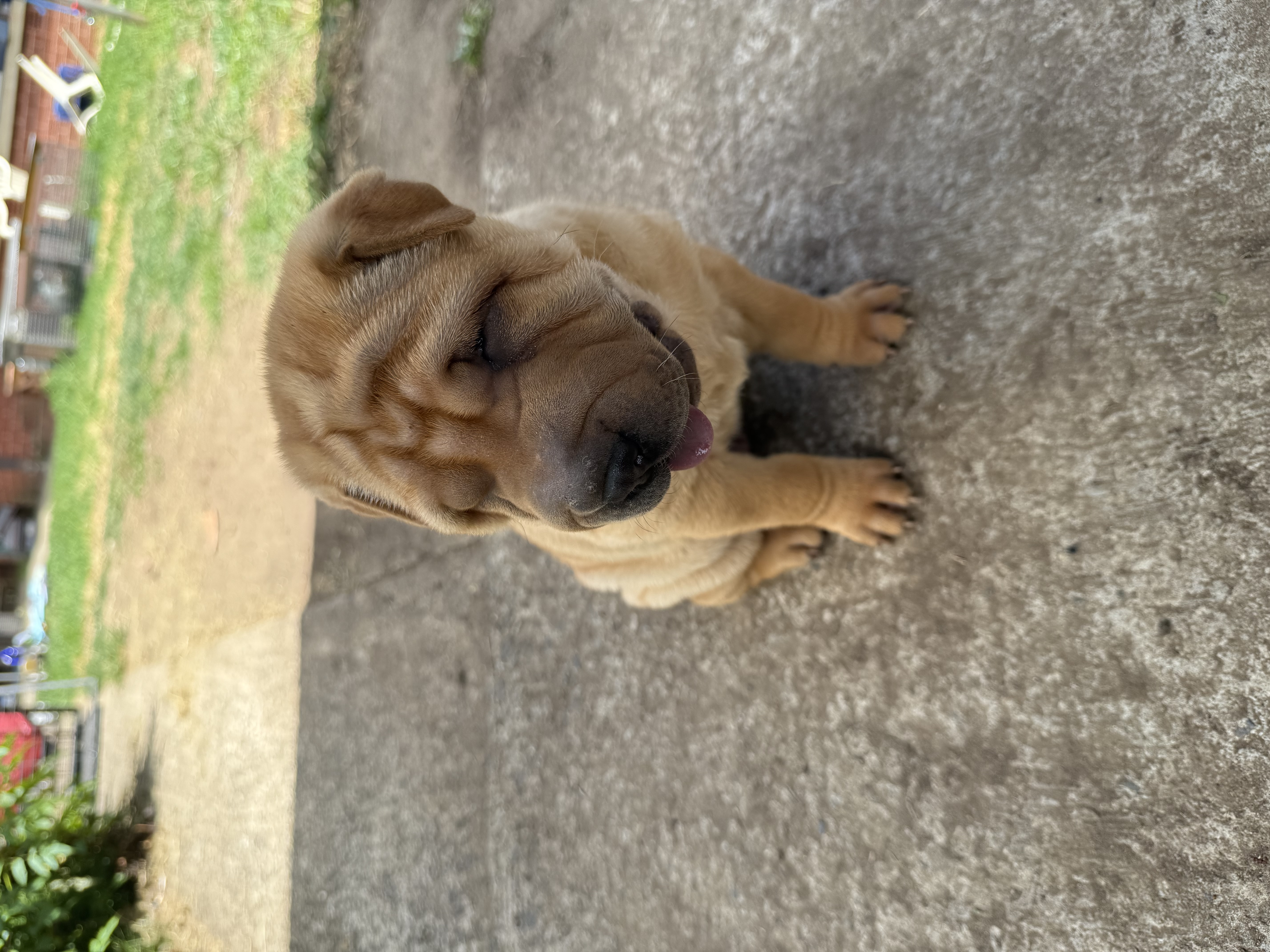 Shar Pei – Blacktown