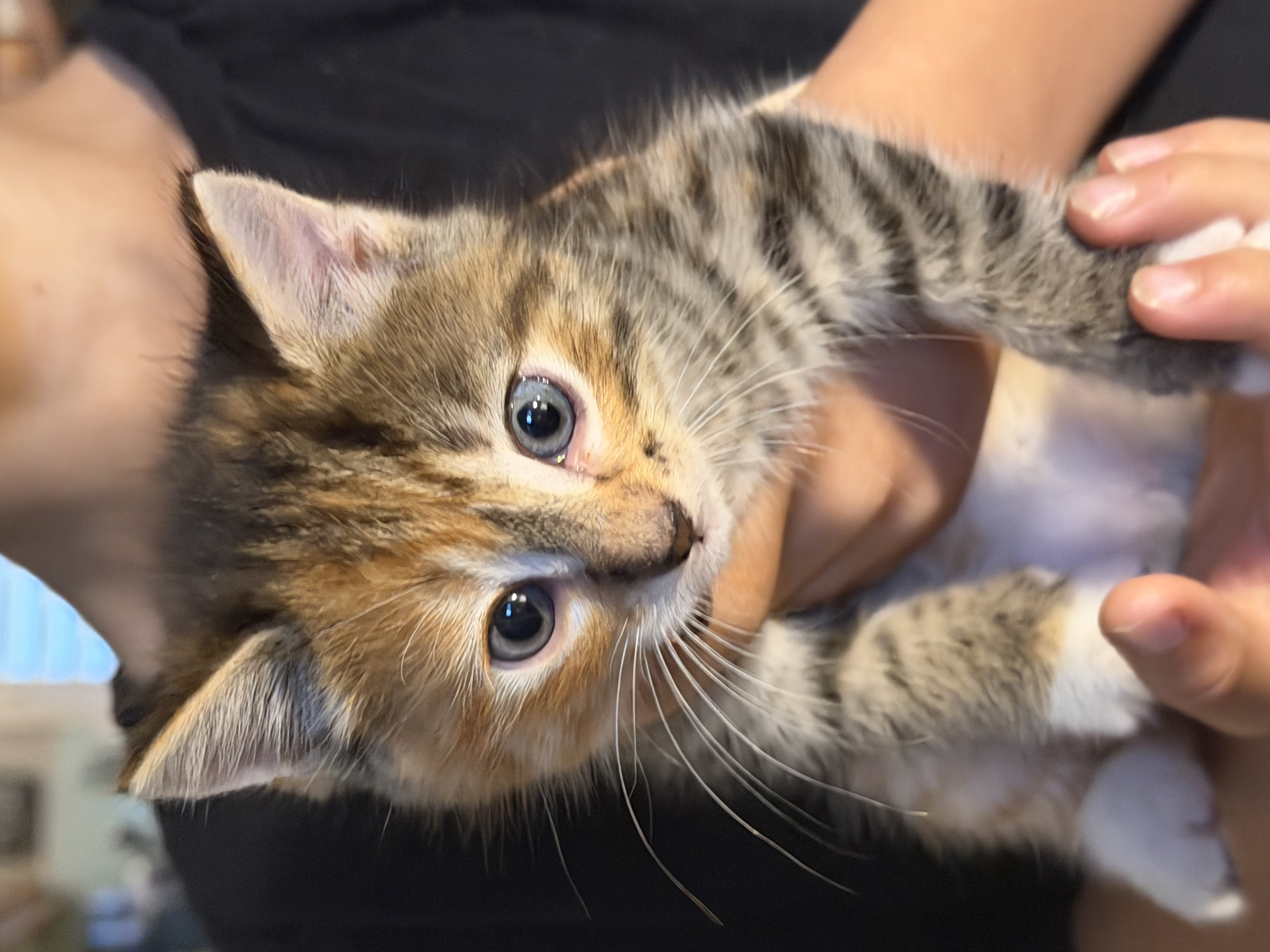 Cats – Blacktown
