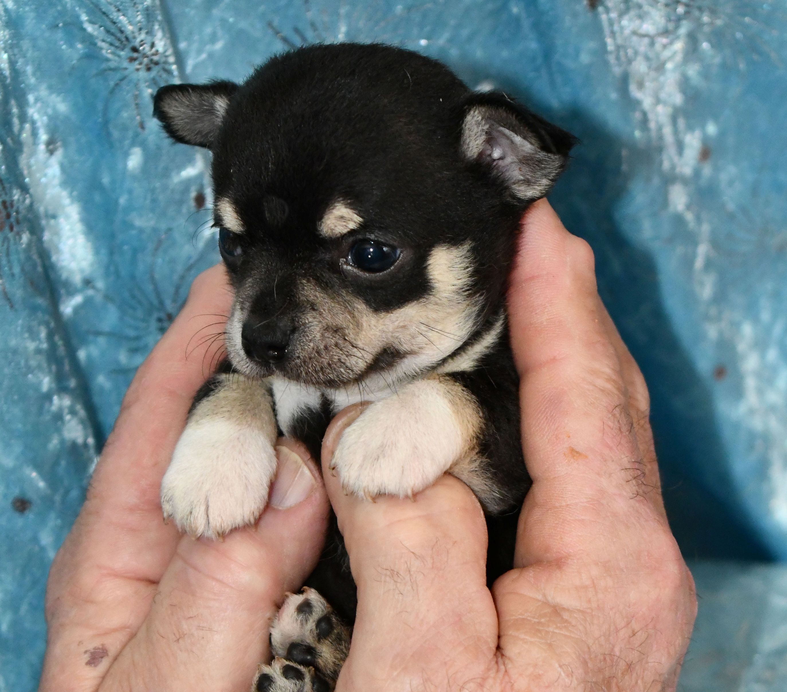 Dogs – Burnie